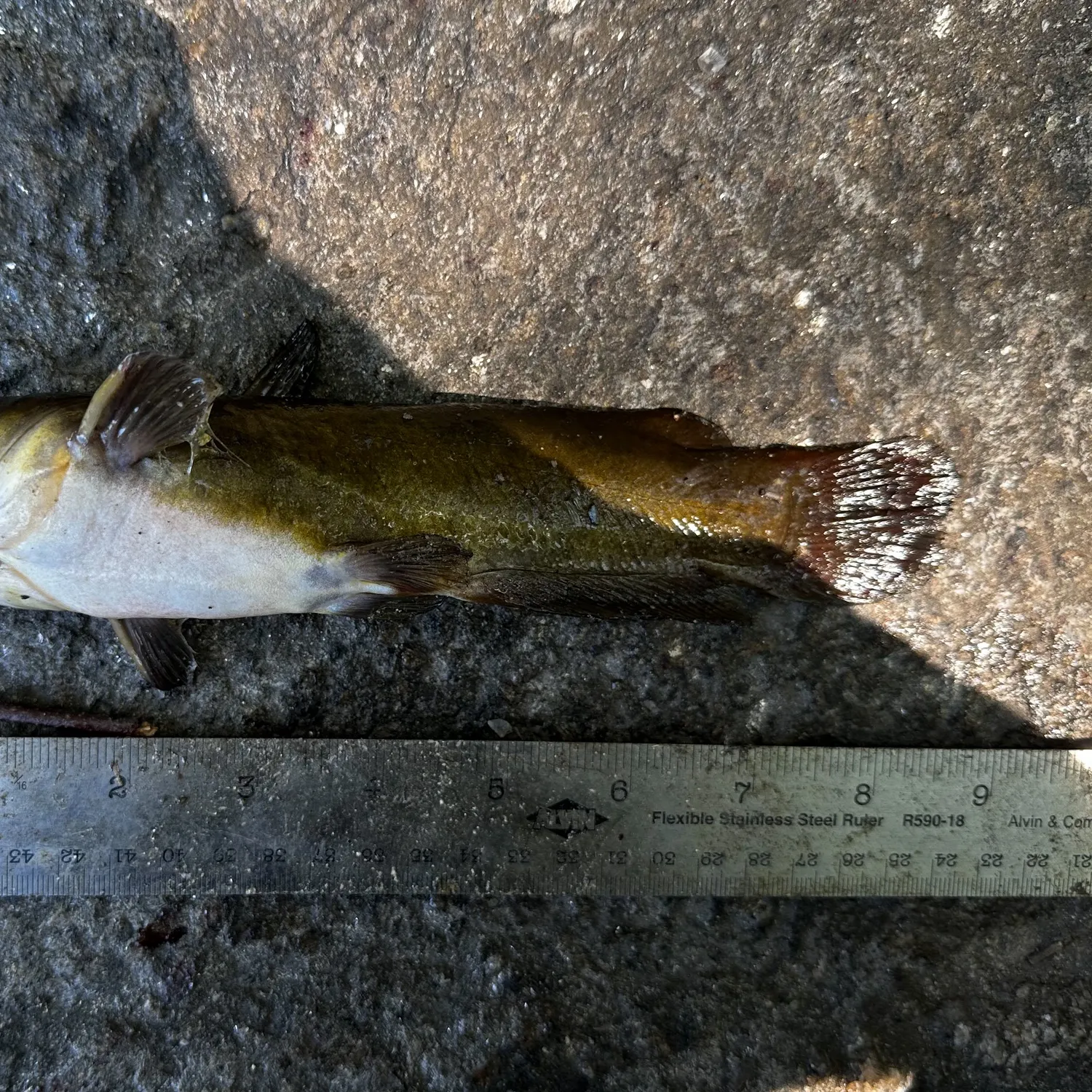 Yellow bullhead caught on Fishbrain