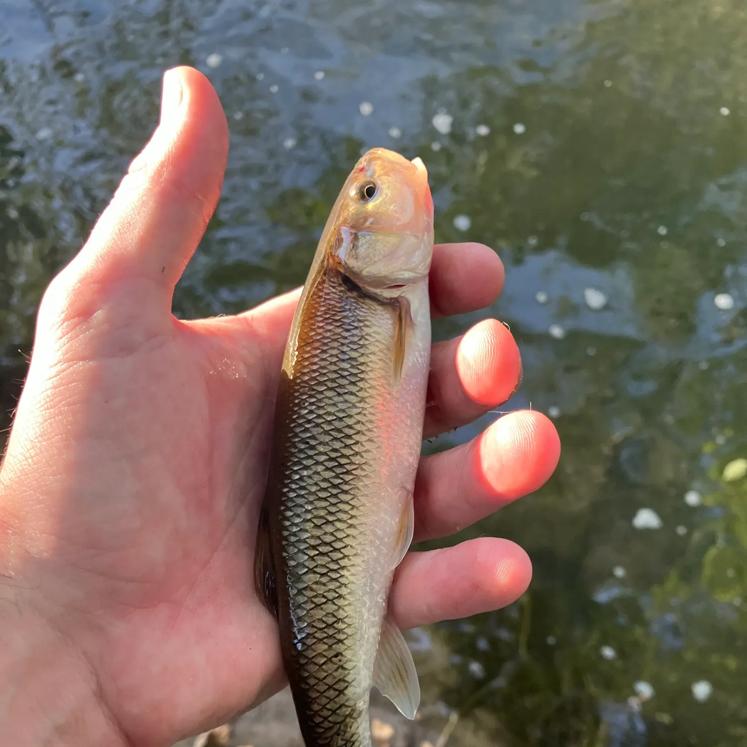 Creek chub caught on Fishbrain