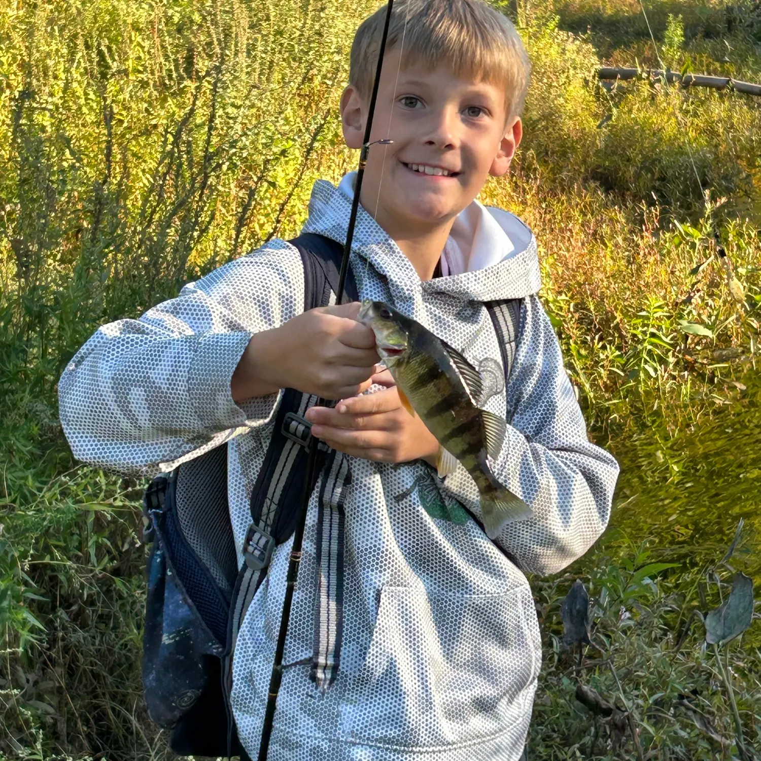 Yellow perch caught on Fishbrain