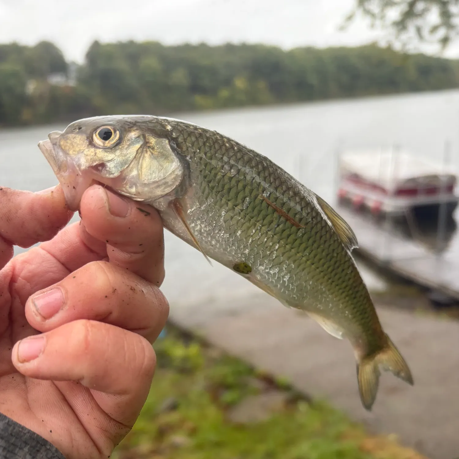 Fallfish caught on Fishbrain