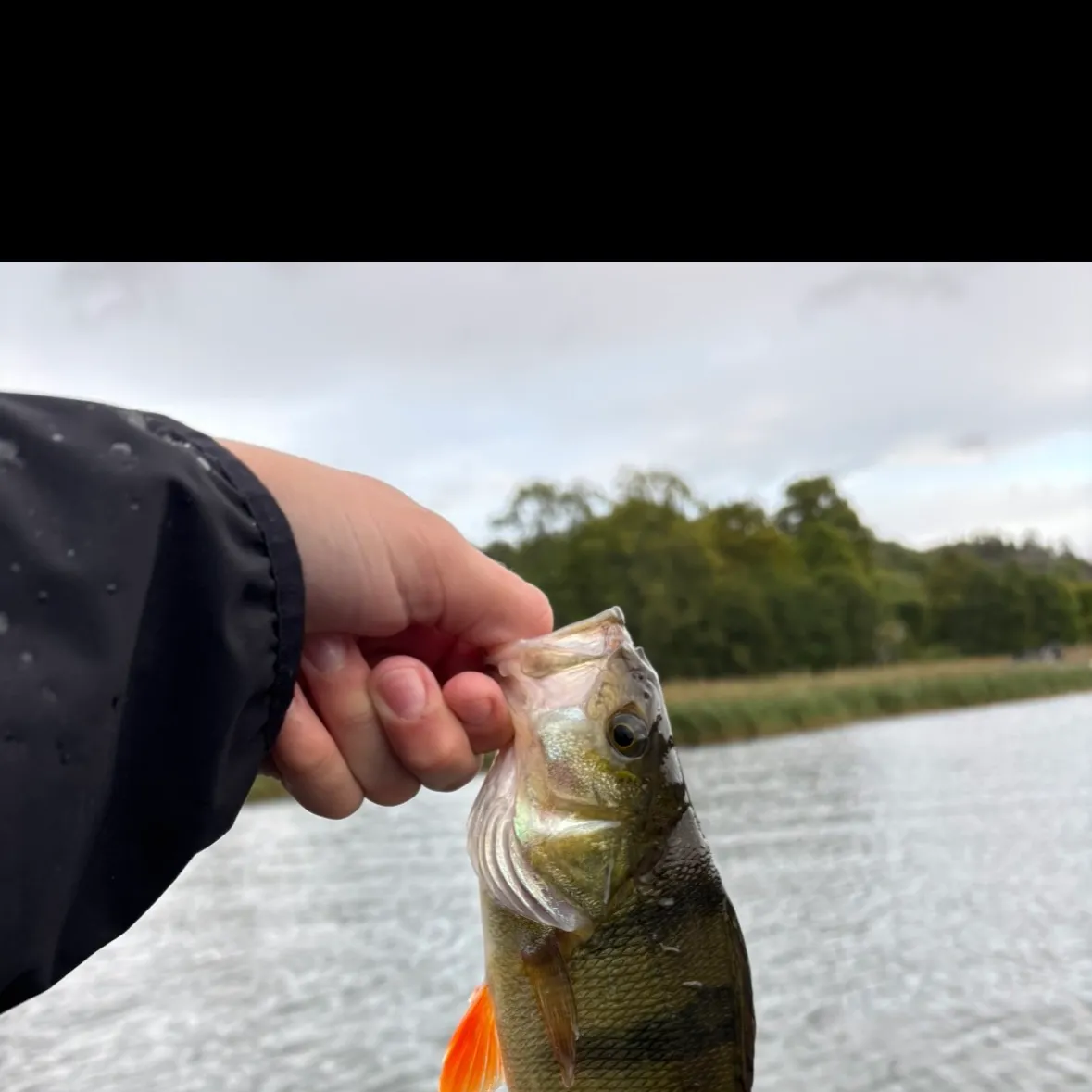 European perch caught on Fishbrain