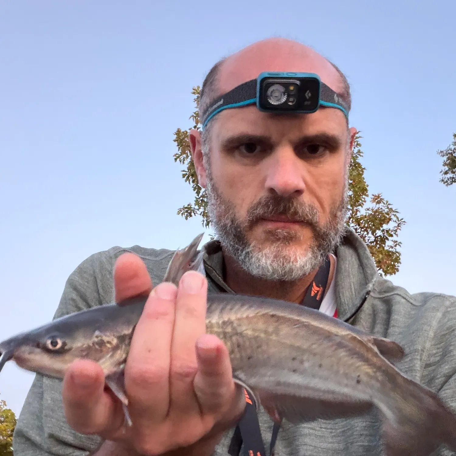 Channel catfish caught on Fishbrain
