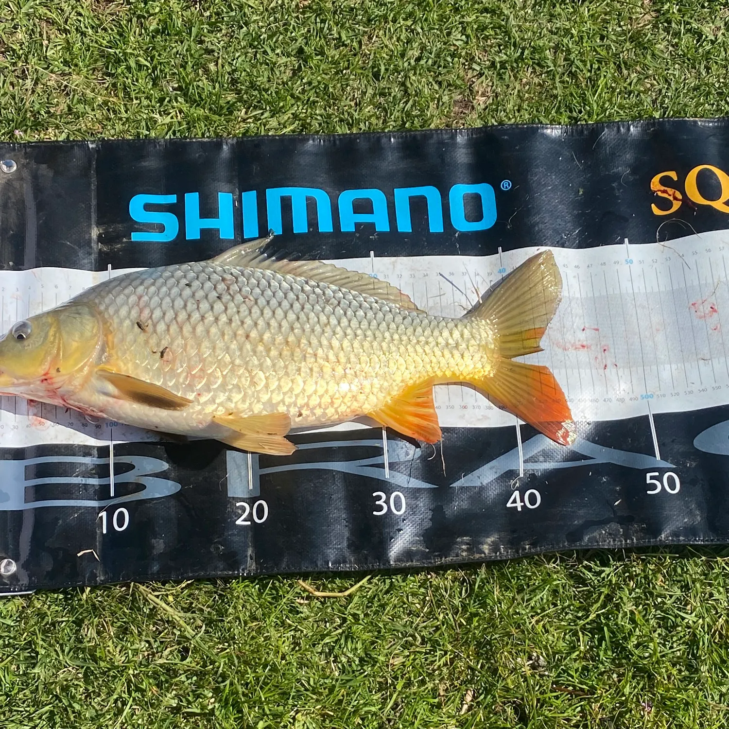 Common carp caught on Fishbrain