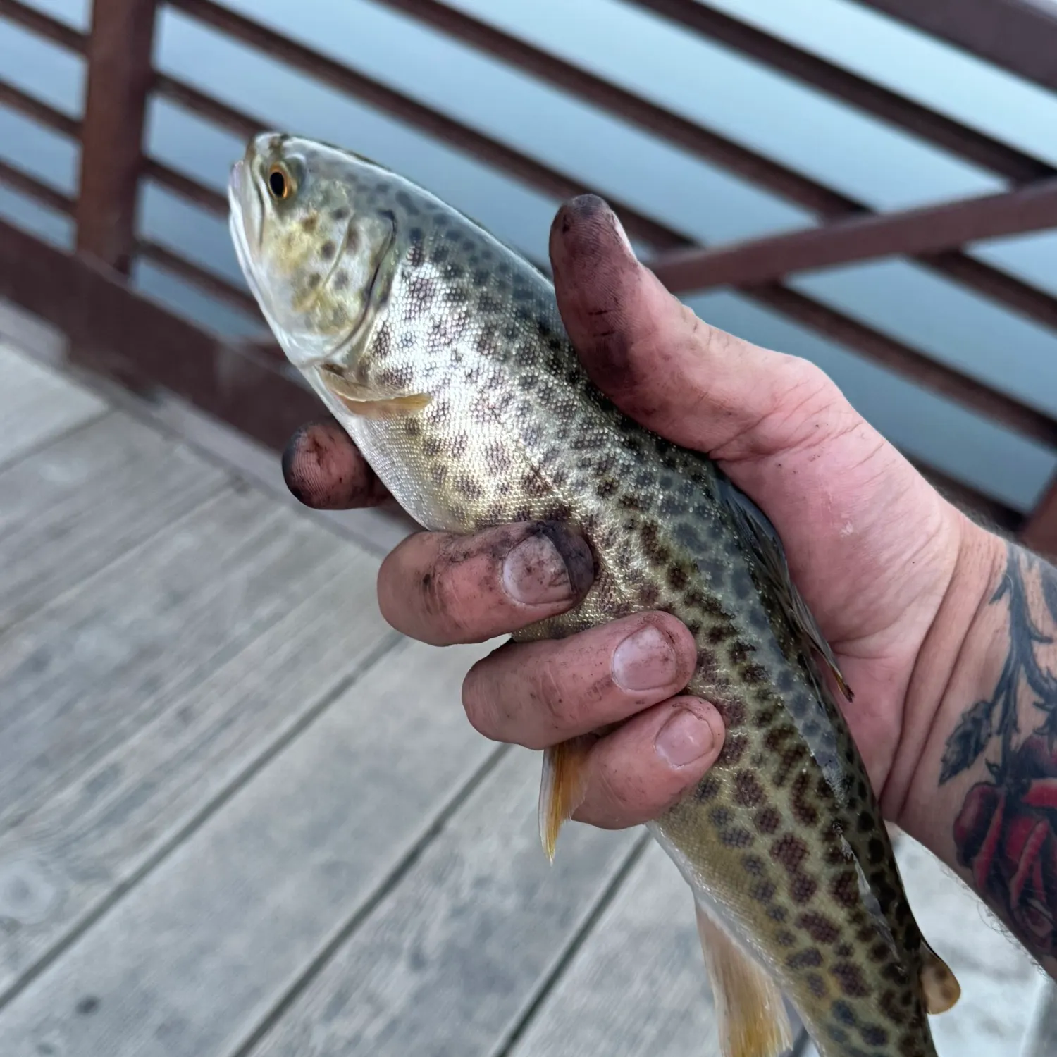 Tiger trout caught on Fishbrain