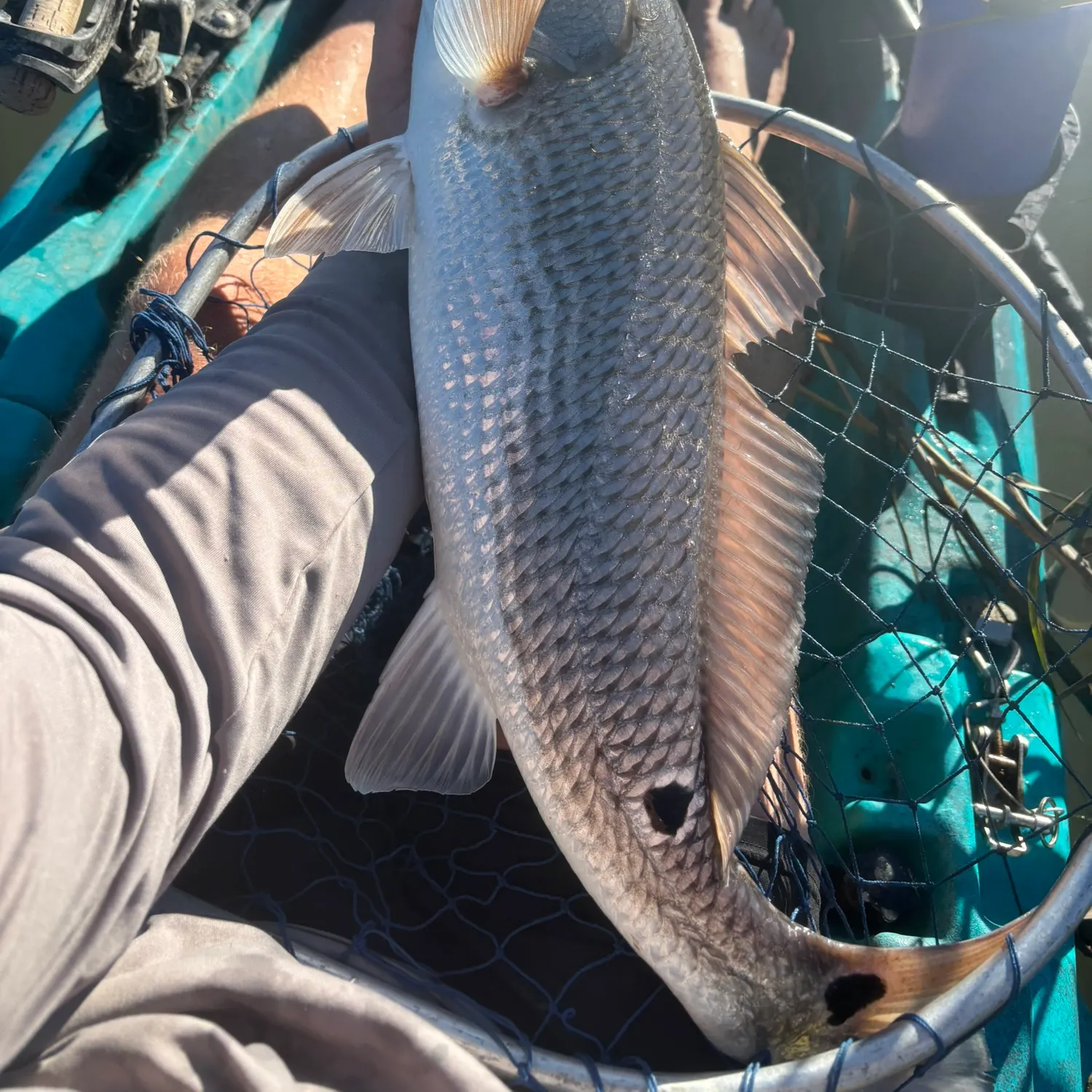 Red drum caught on Fishbrain