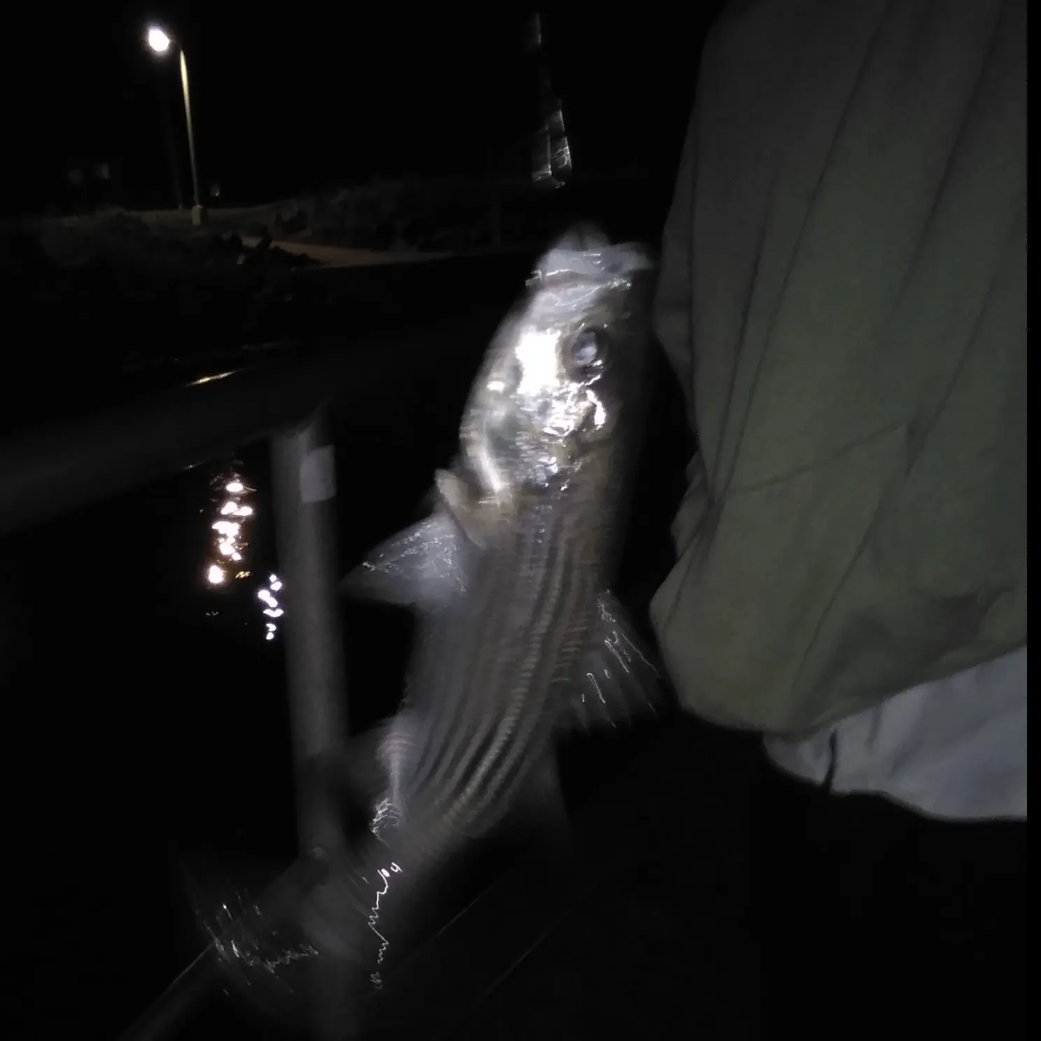 Striped bass caught on Fishbrain