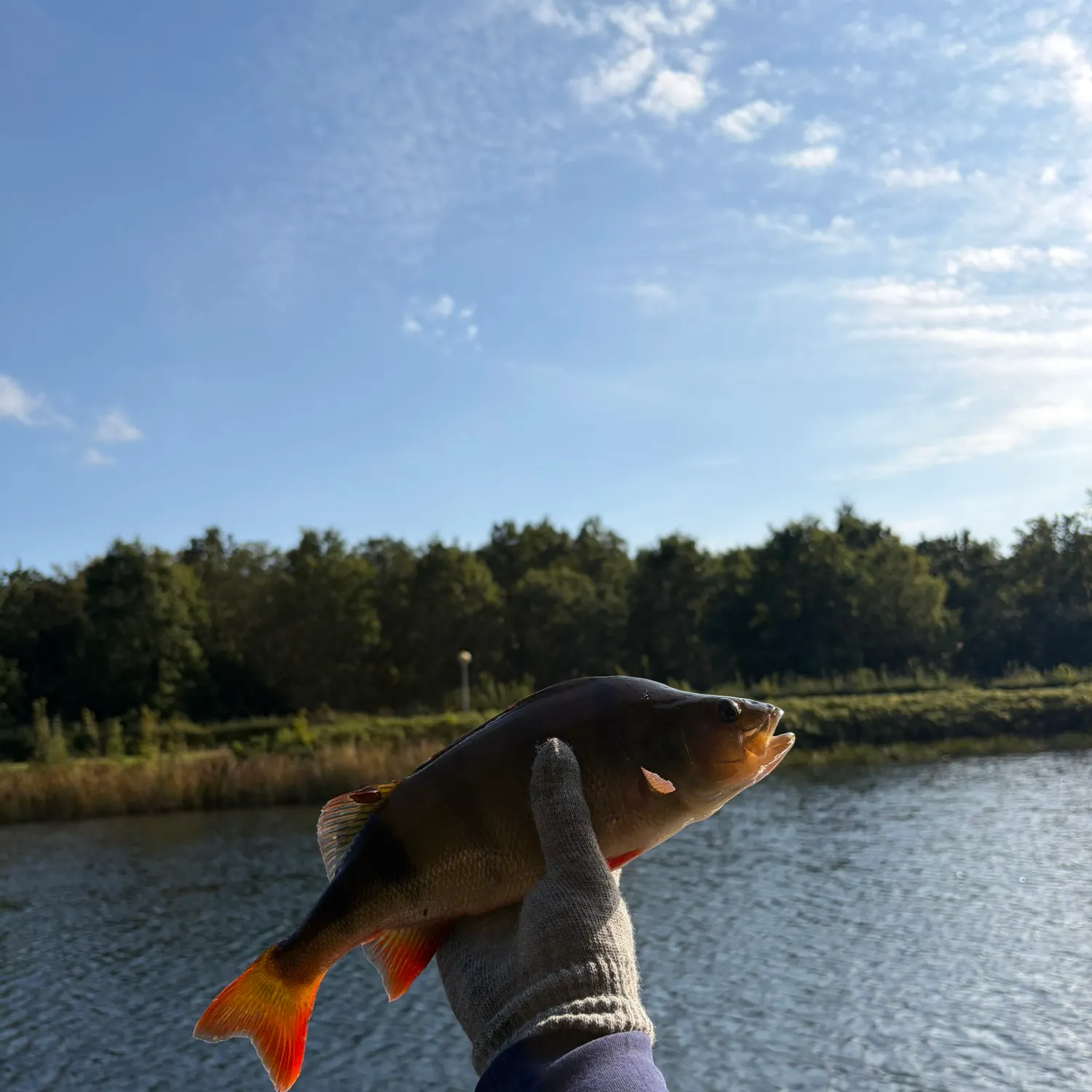 European perch caught on Fishbrain