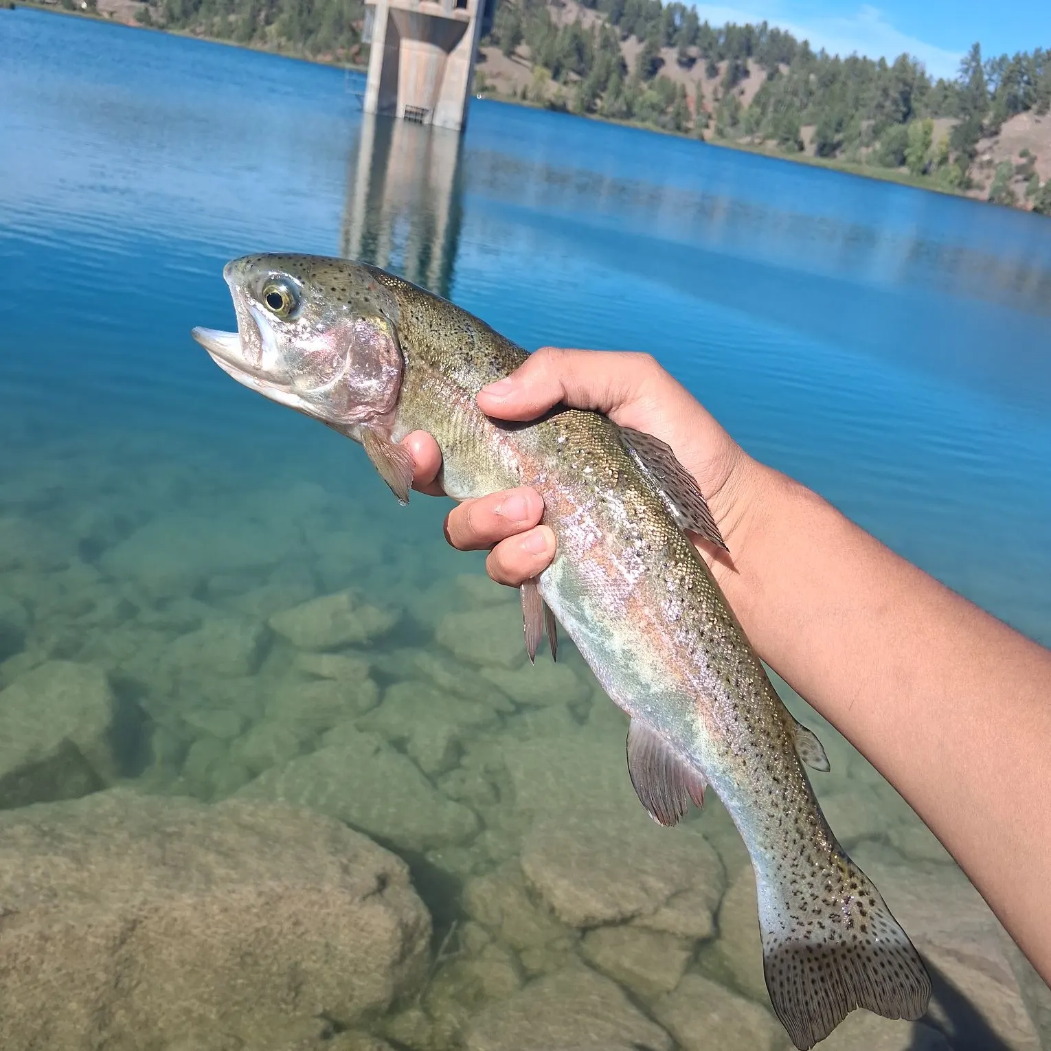 Rainbow trout caught on Fishbrain
