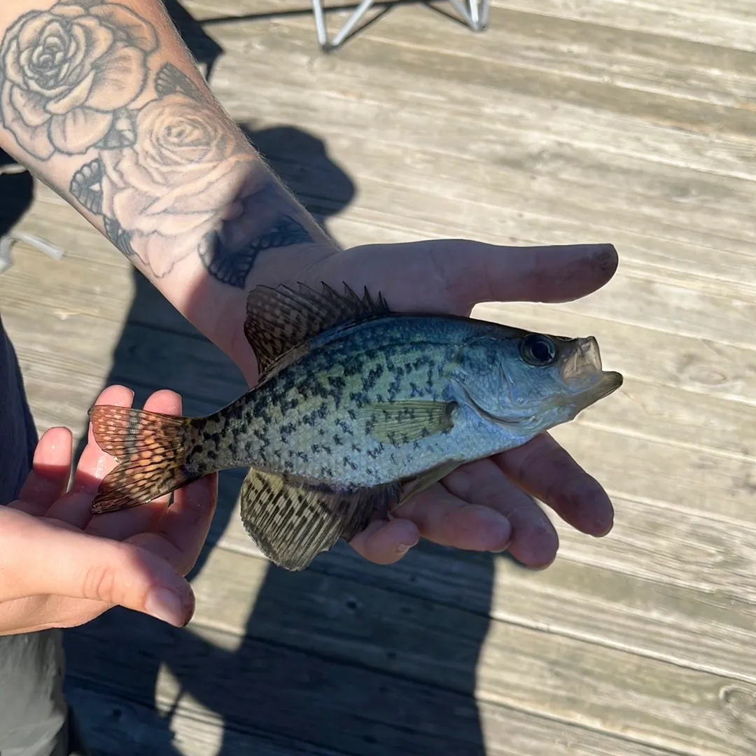 White crappie caught on Fishbrain