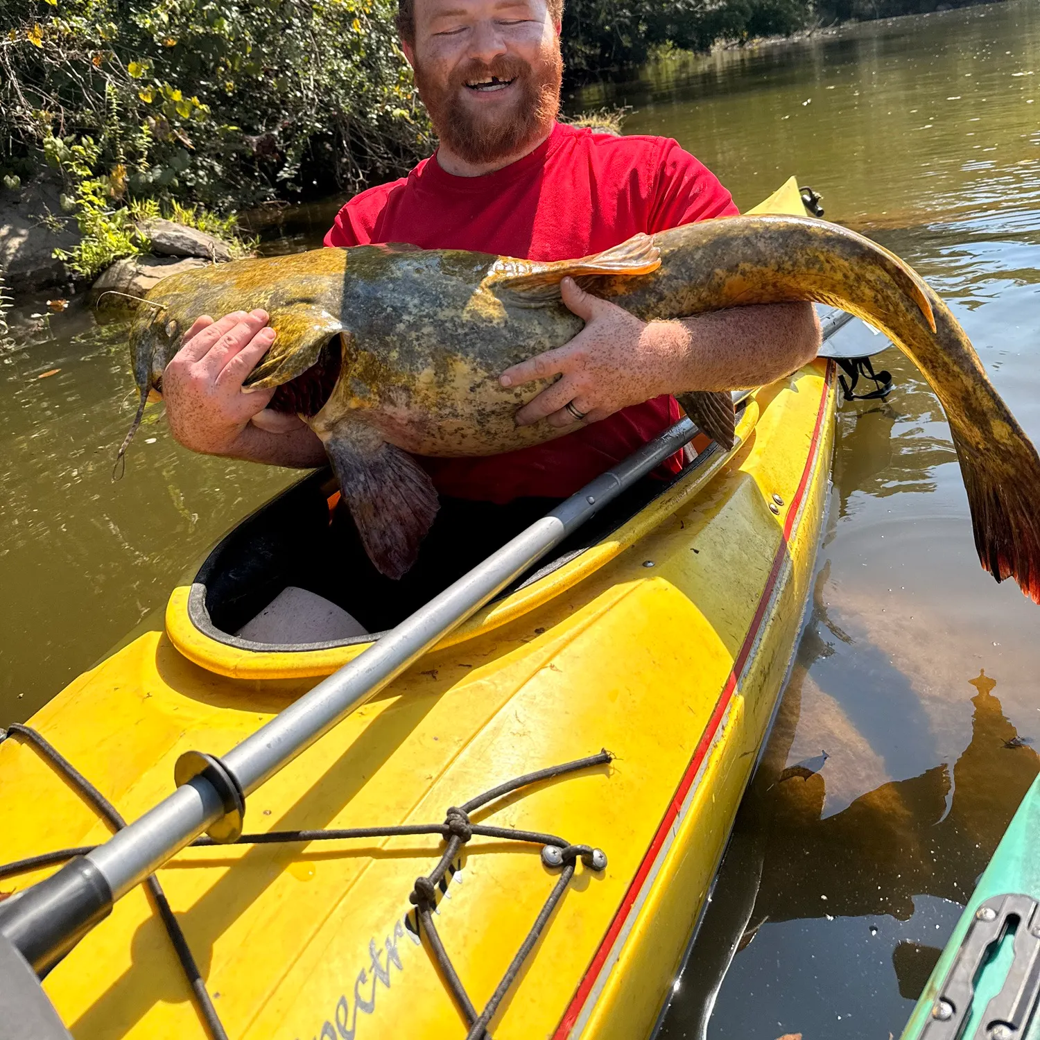 Flathead catfish caught on Fishbrain