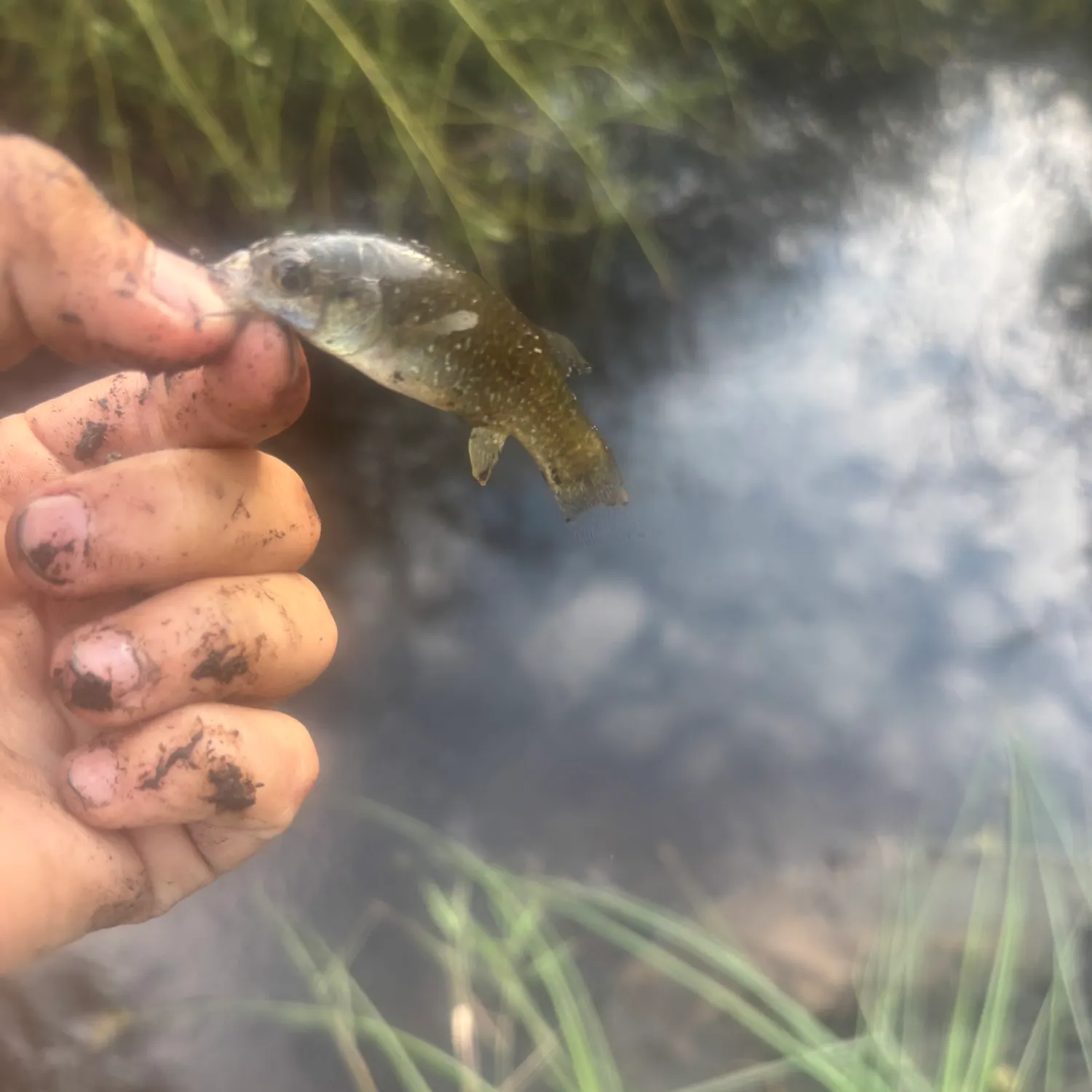 Banded killifish caught on Fishbrain