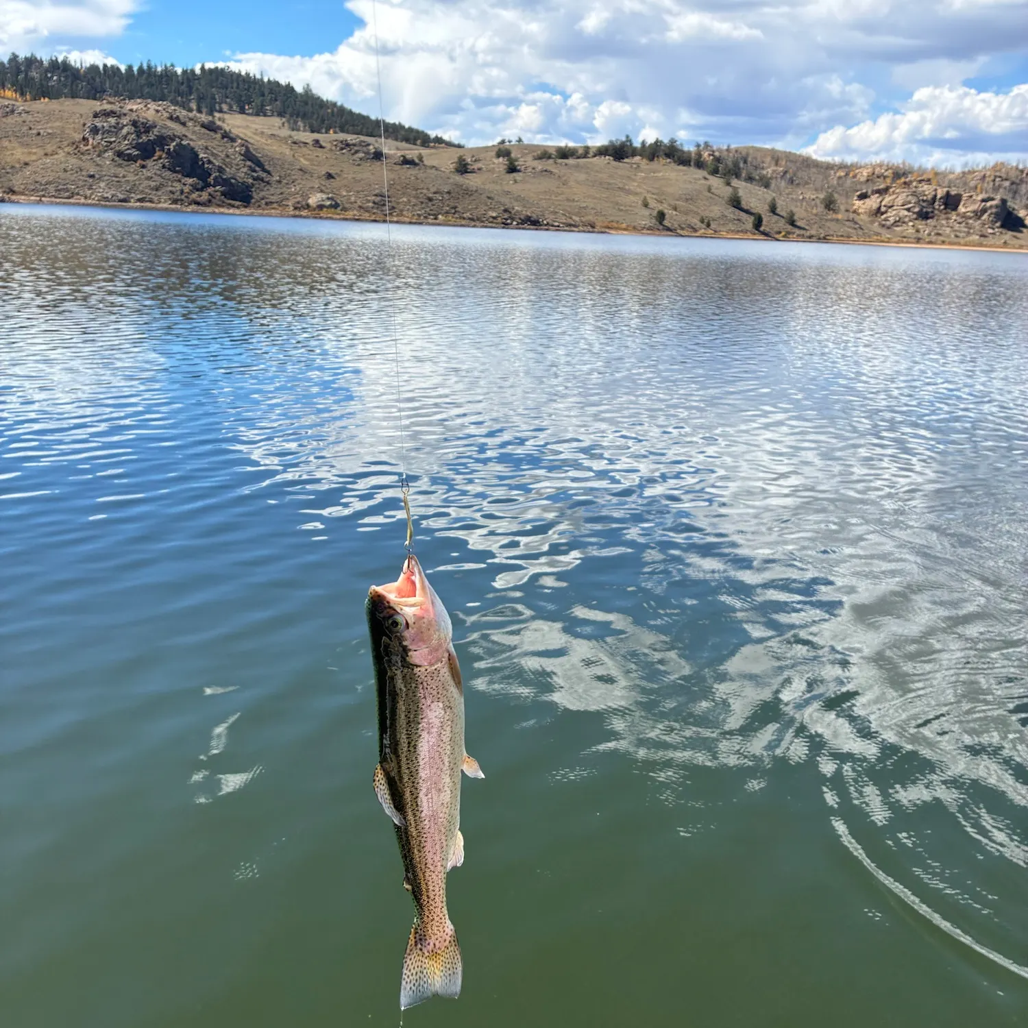 Rainbow trout caught on Fishbrain