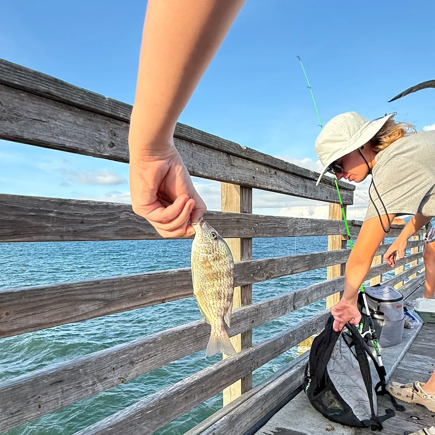 Pinfish caught on Fishbrain