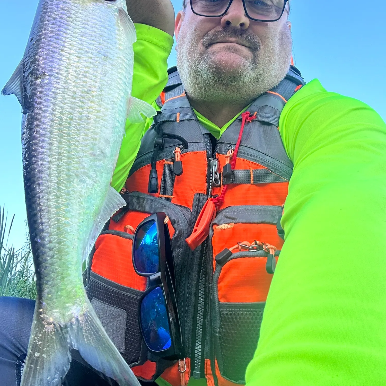 The most recent American shad catches on Fishbrain