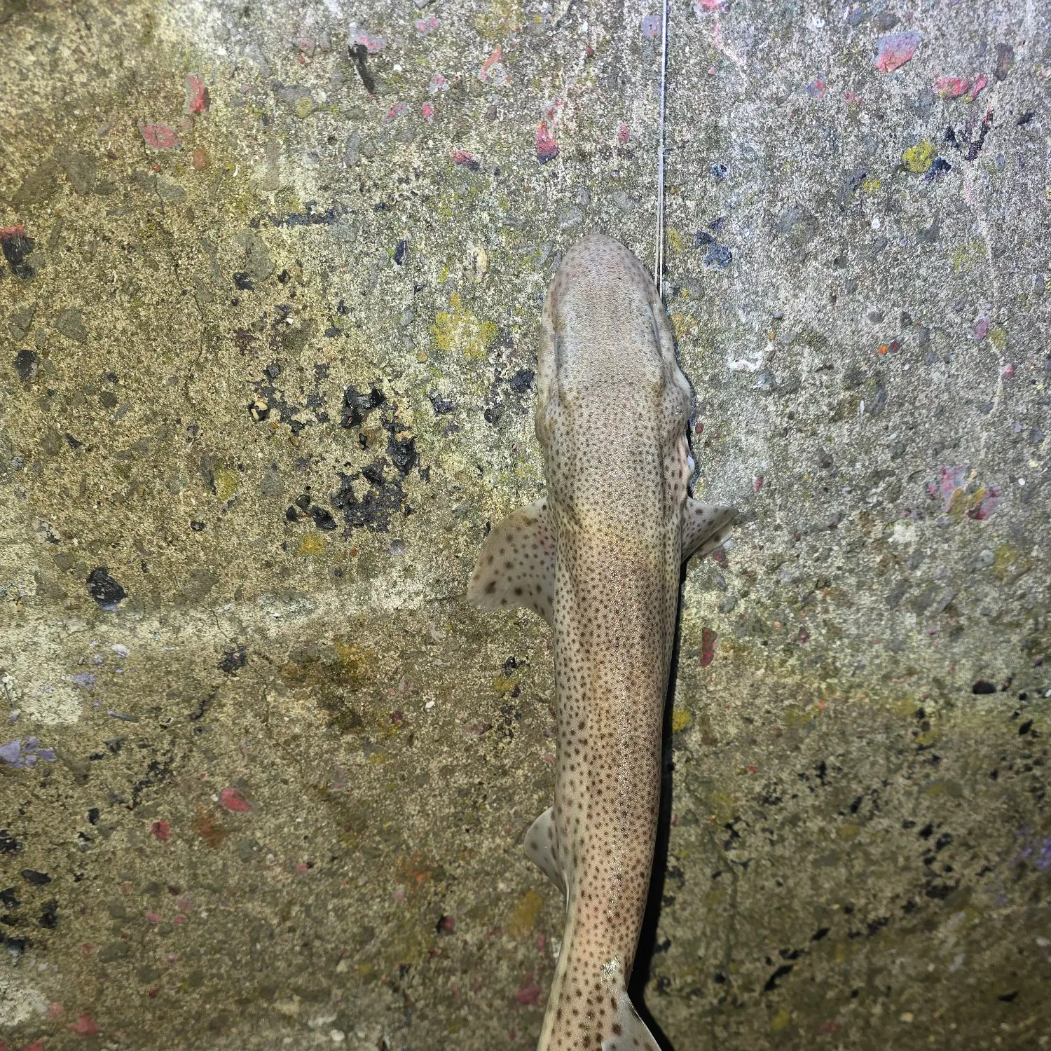 The most recent Lesser spotted dogfish catches on Fishbrain