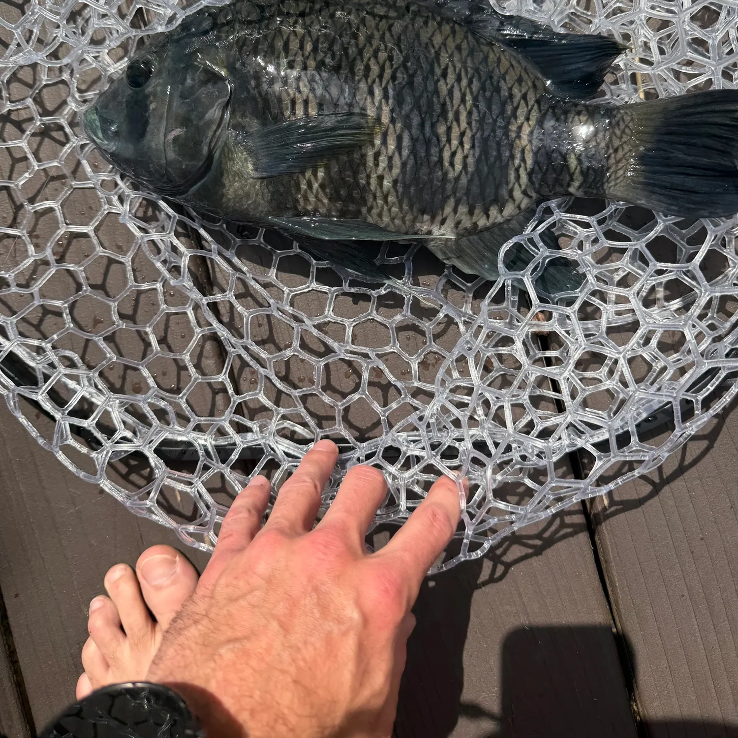 The most recent Zebra tilapia catches on Fishbrain
