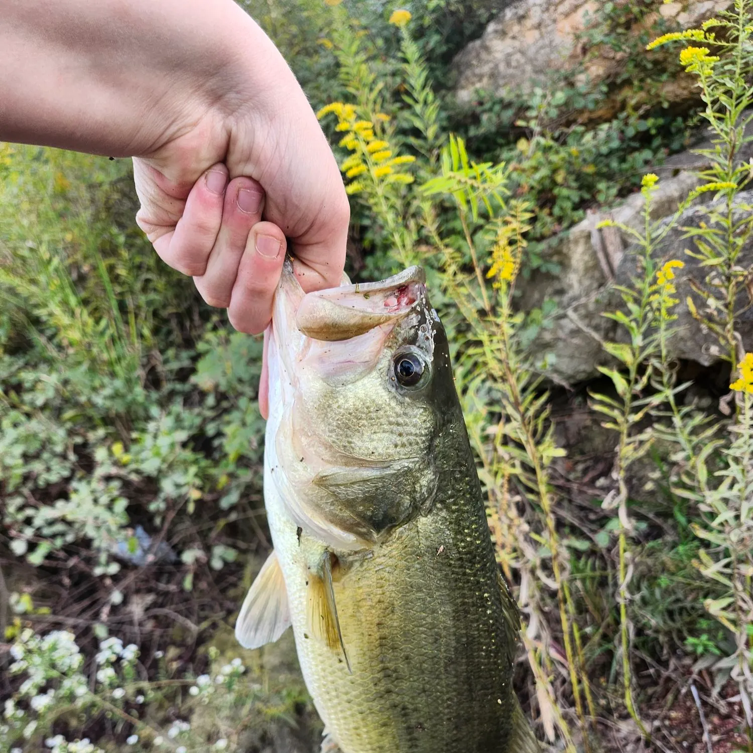 Largemouth bass caught on Fishbrain
