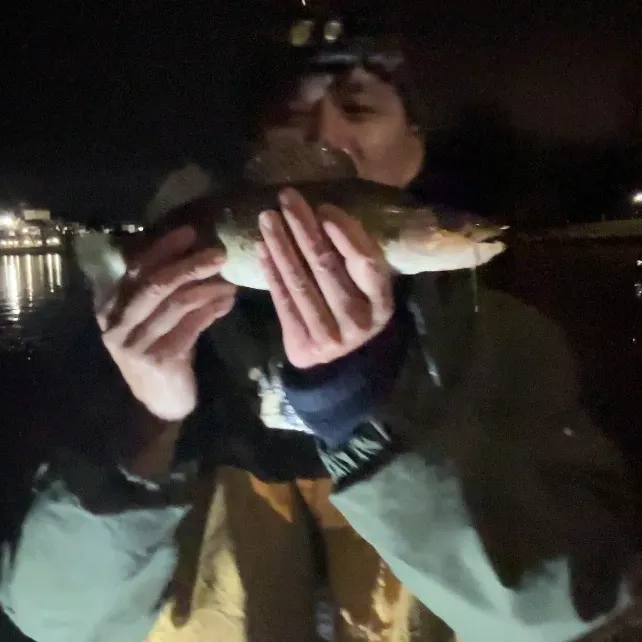 The most recent Walleye catches on Fishbrain