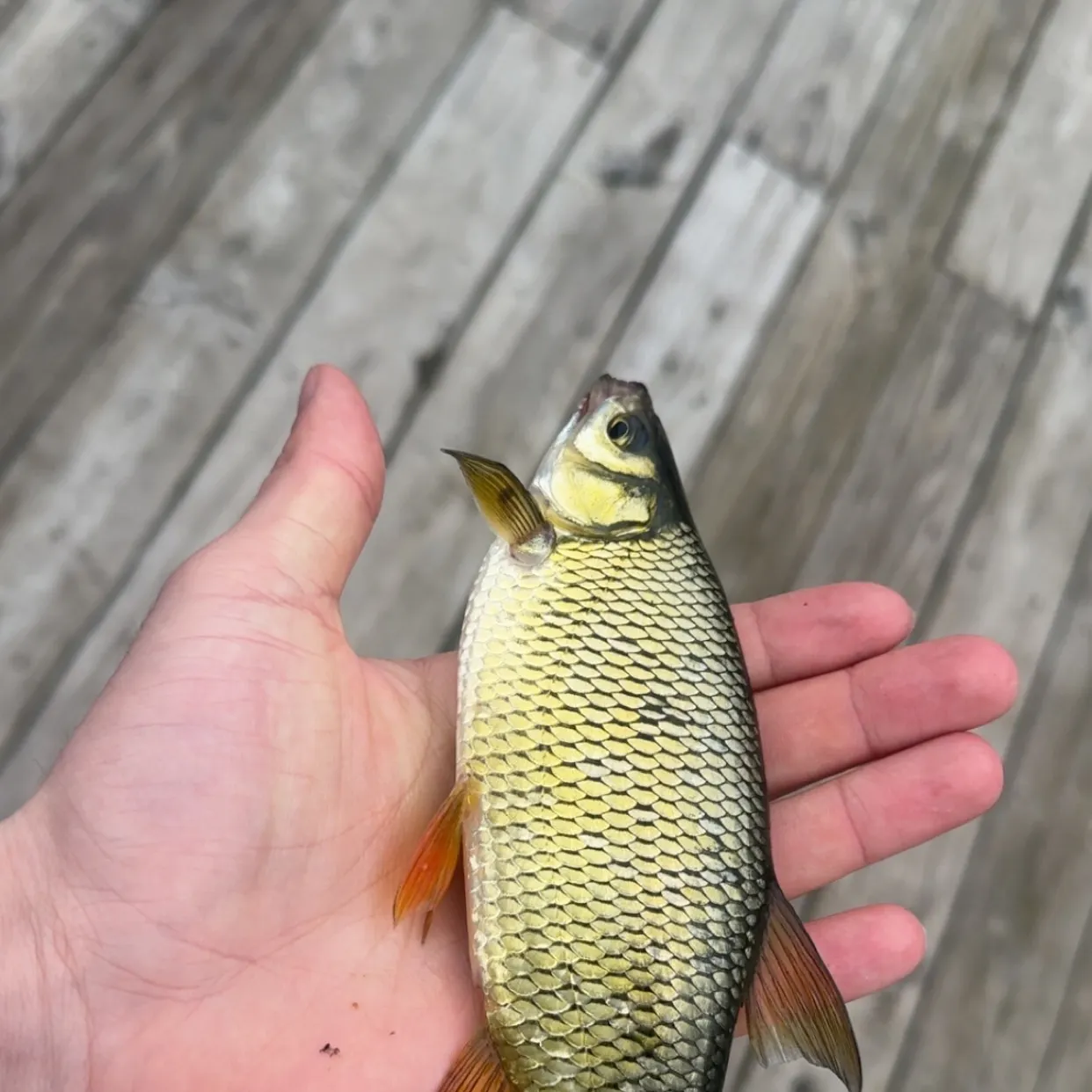 The most recent Golden shiner catches on Fishbrain