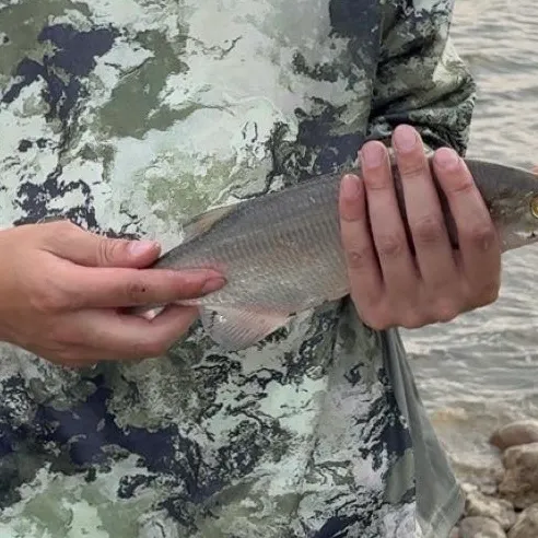 The most recent Goldeye catches on Fishbrain