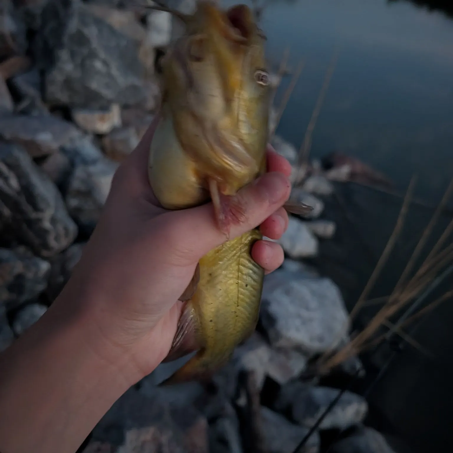 Black bullhead caught on Fishbrain