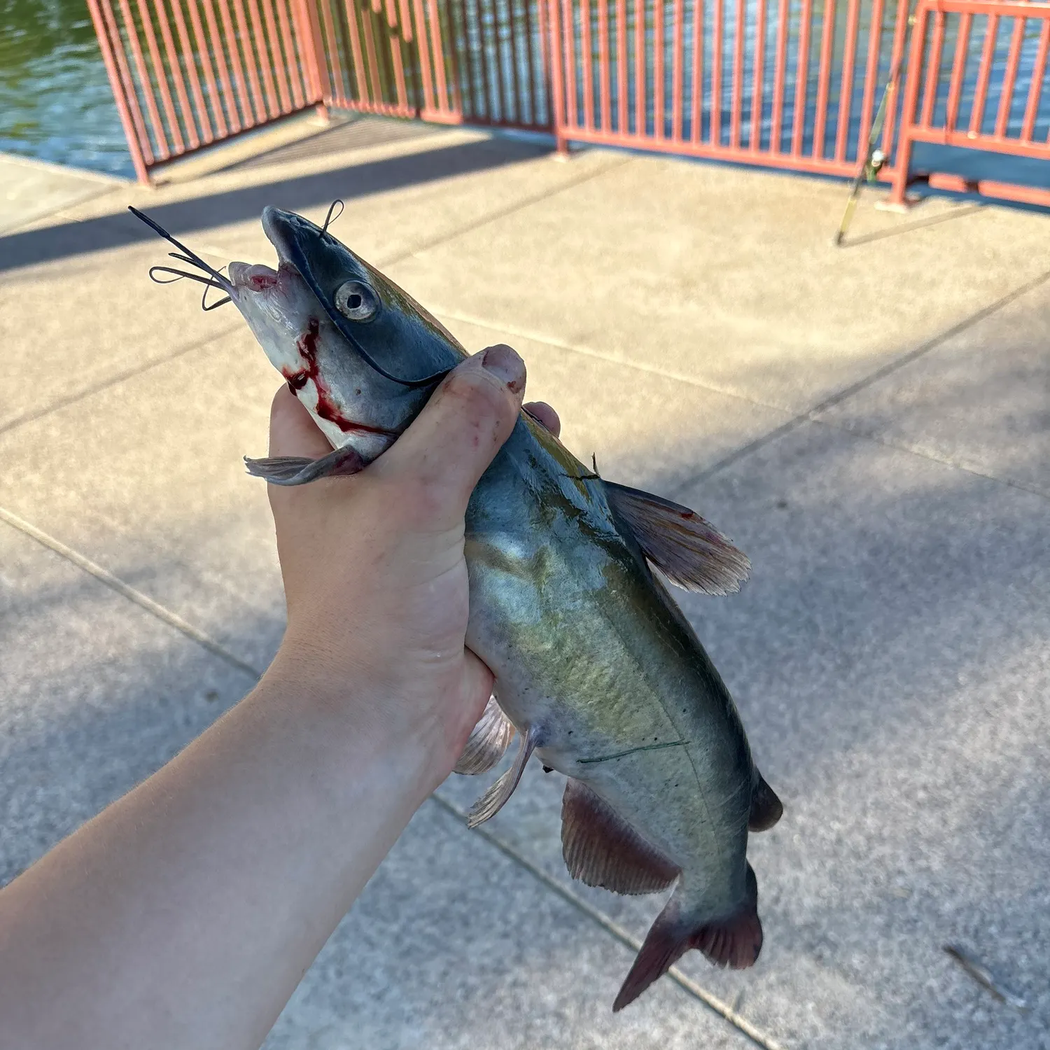 Channel catfish caught on Fishbrain