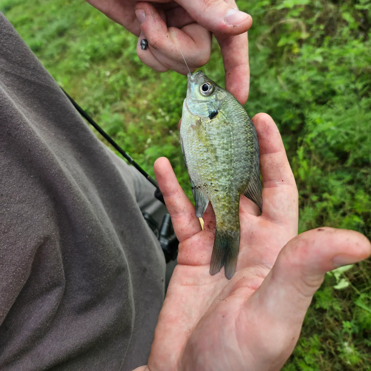 The most recent Flier catches on Fishbrain