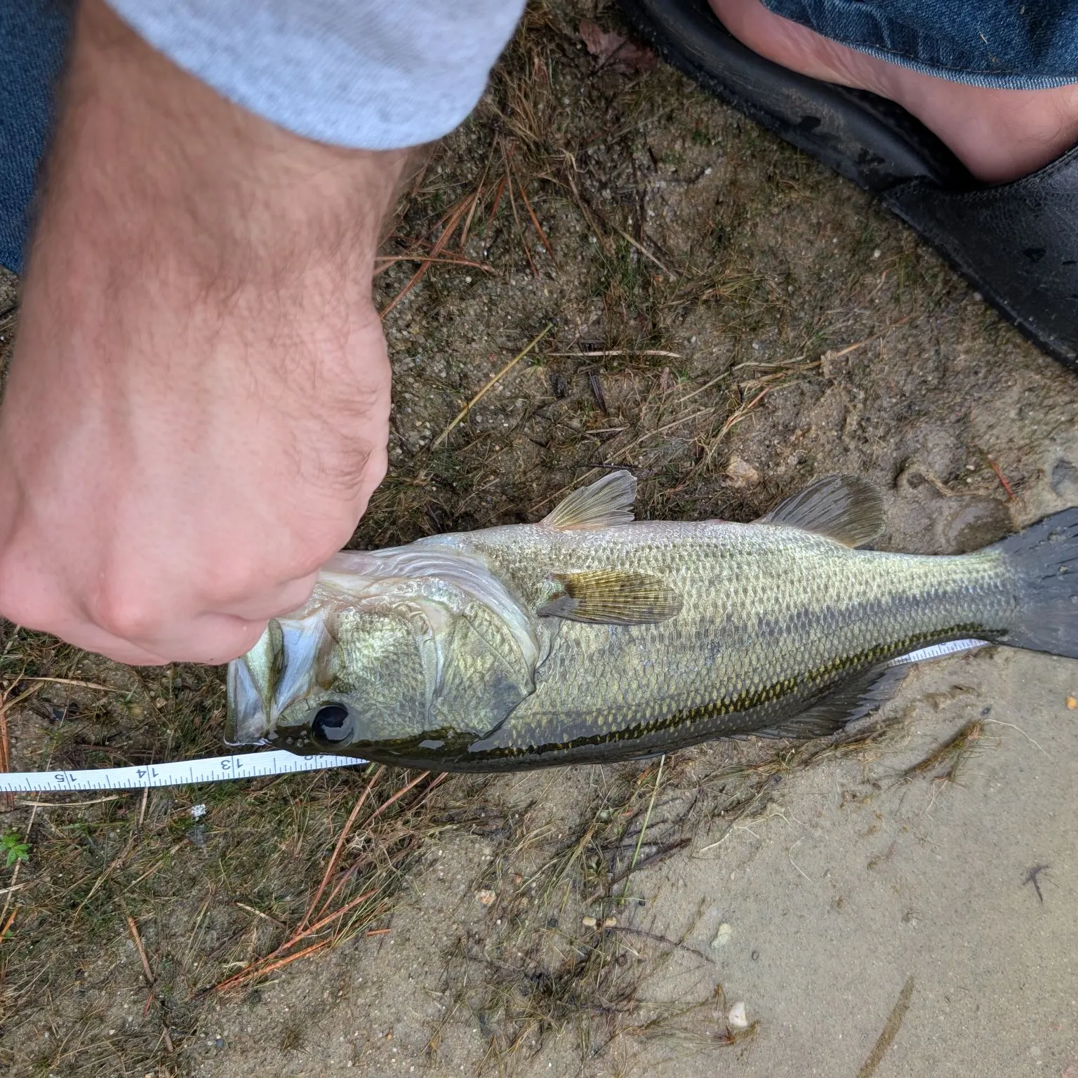 Largemouth bass caught on Fishbrain