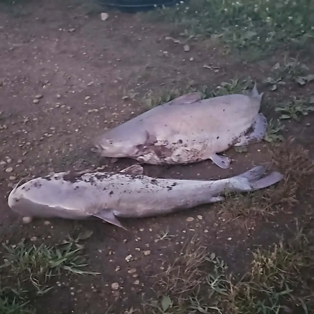 Blue catfish caught on Fishbrain
