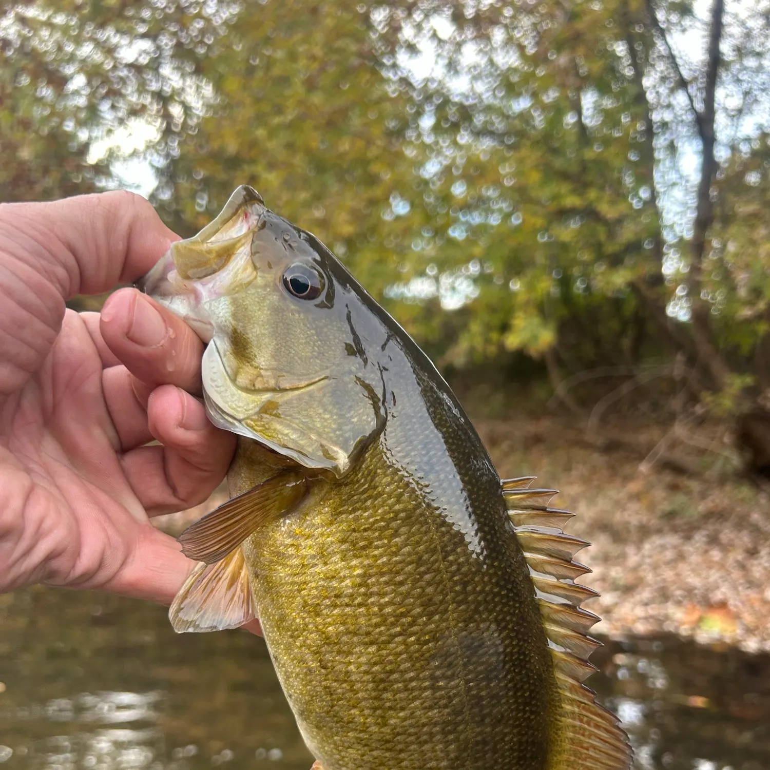 Smallmouth bass caught on Fishbrain