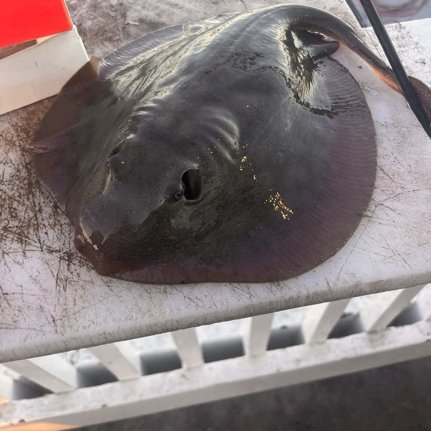 Haller's round ray caught on Fishbrain
