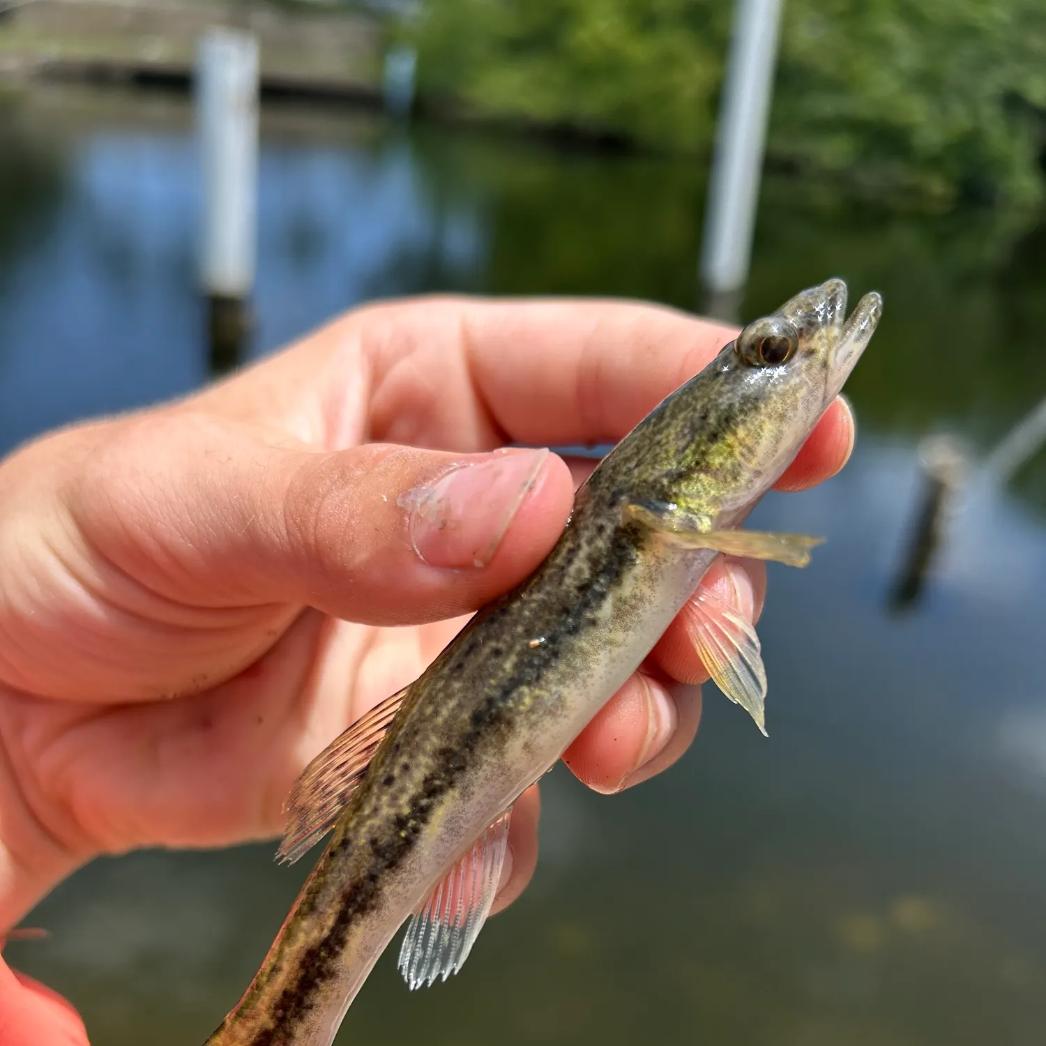 The most recent Swamp darter catches on Fishbrain