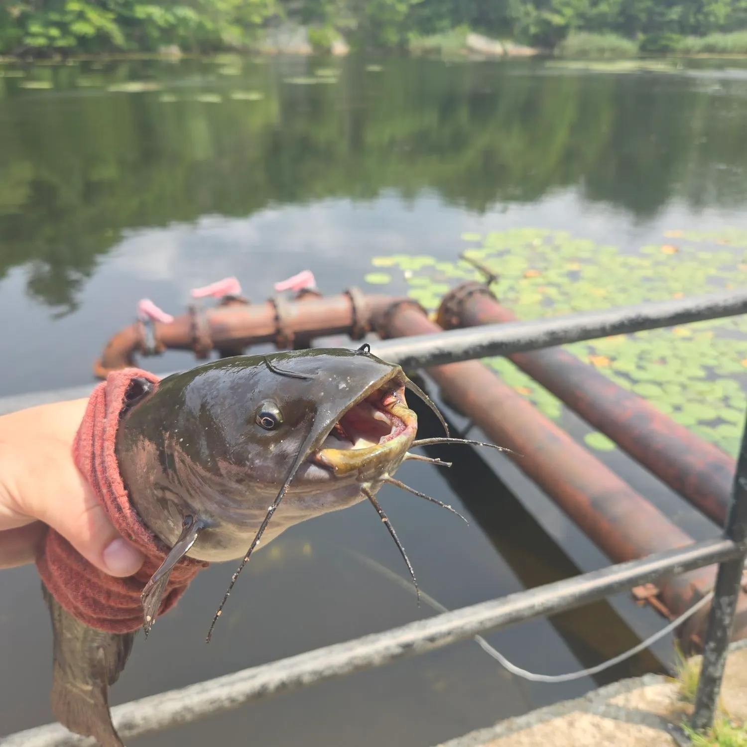 Black bullhead caught on Fishbrain