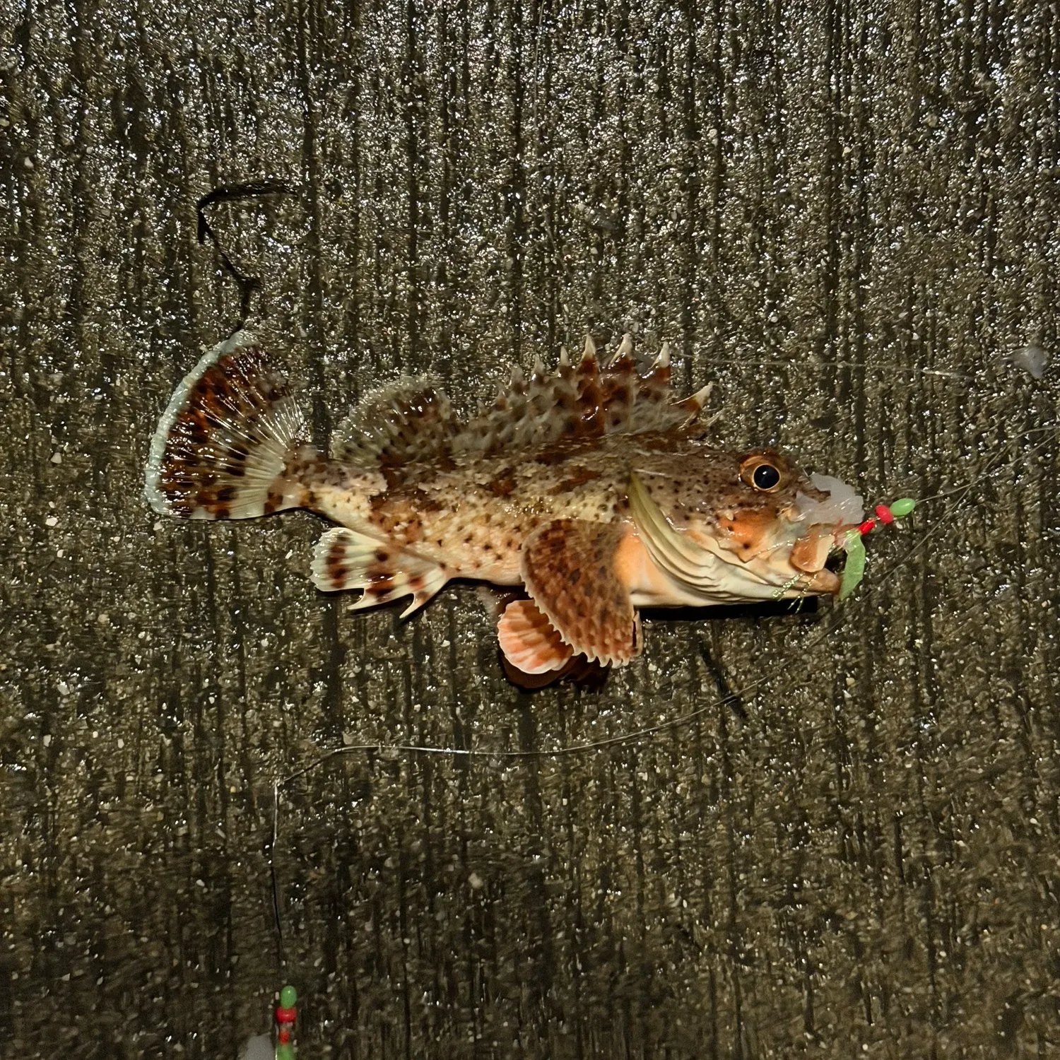 recently logged catches