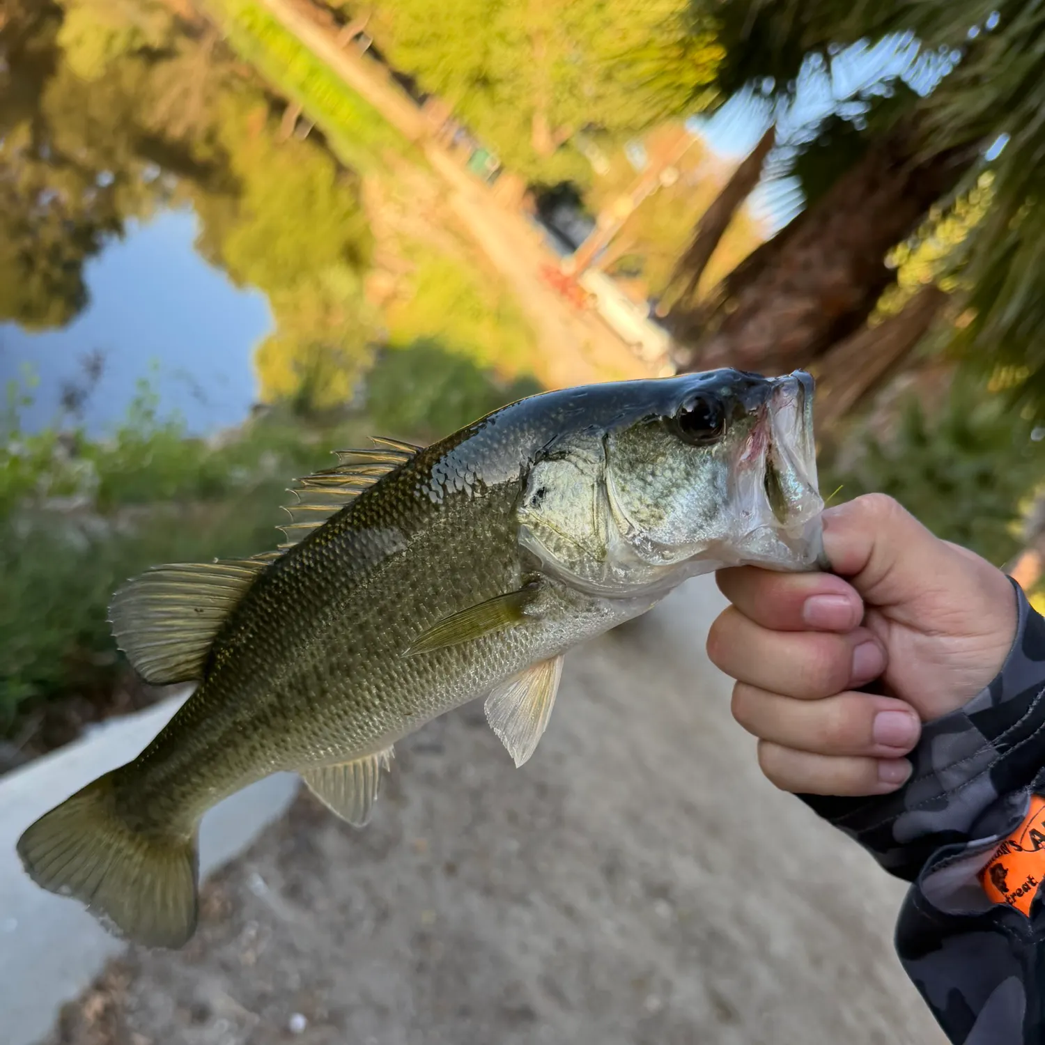 Largemouth bass caught on Fishbrain