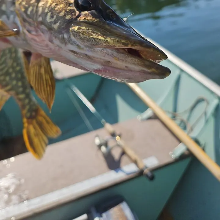 Northern pike caught on Fishbrain