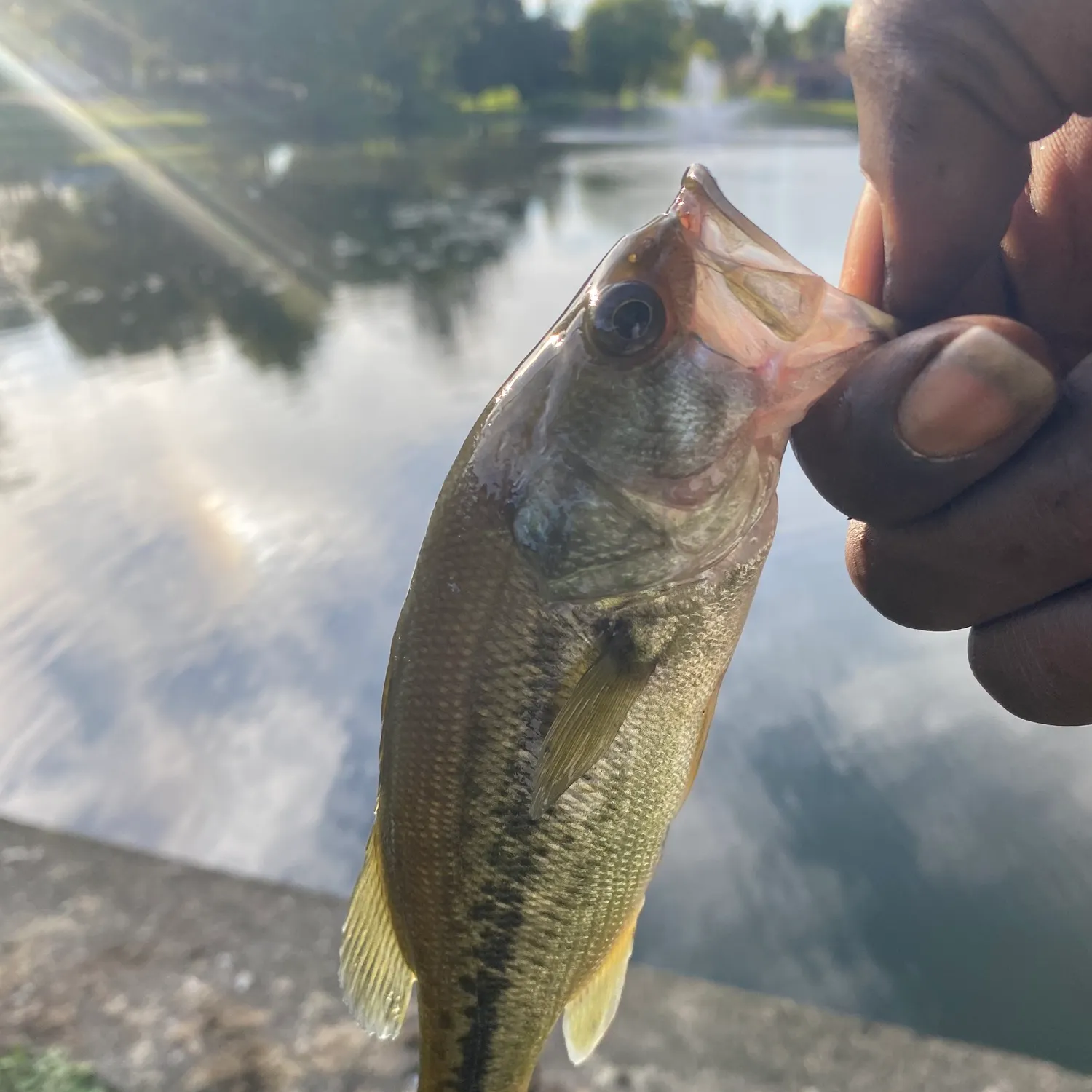 Largemouth bass caught on Fishbrain