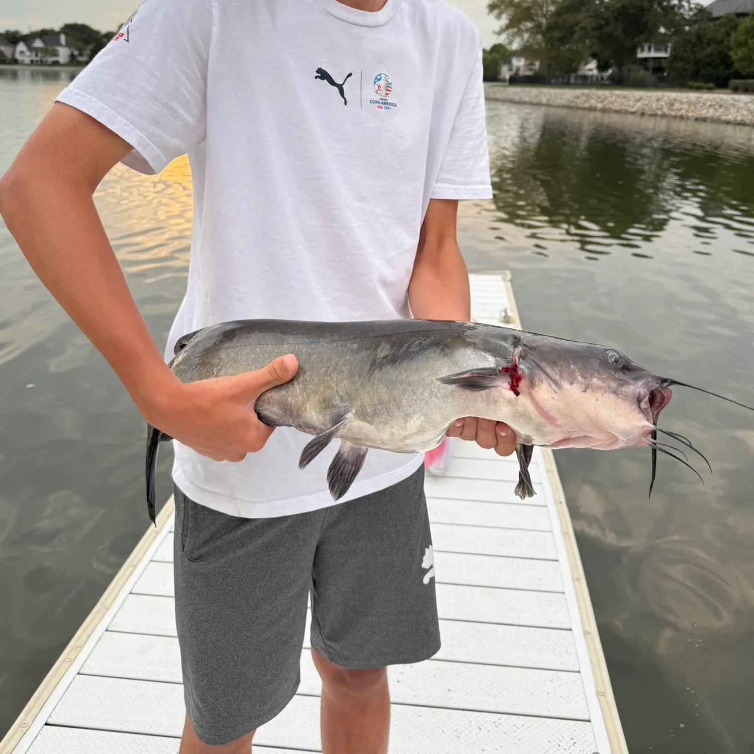 Channel catfish caught on Fishbrain