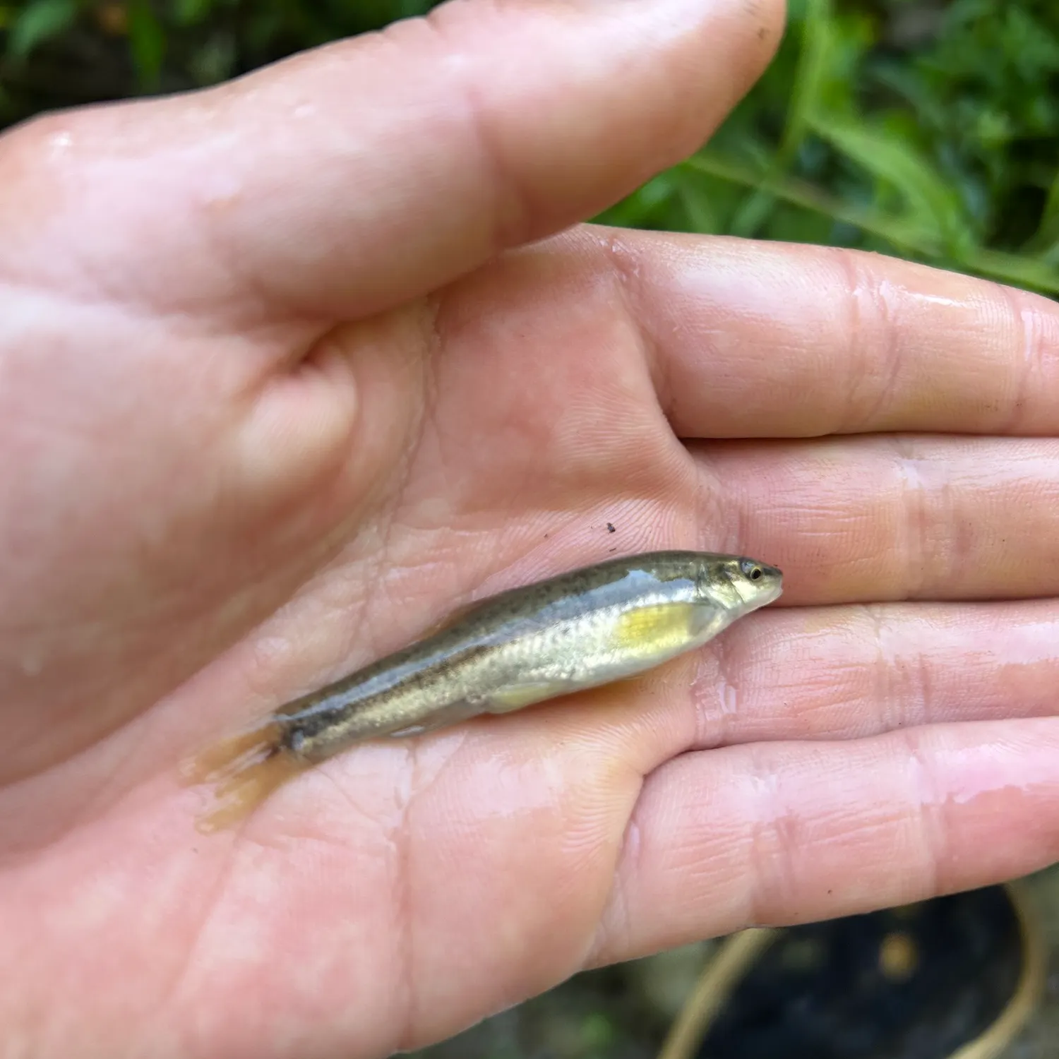 Eastern blacknose dace caught on Fishbrain