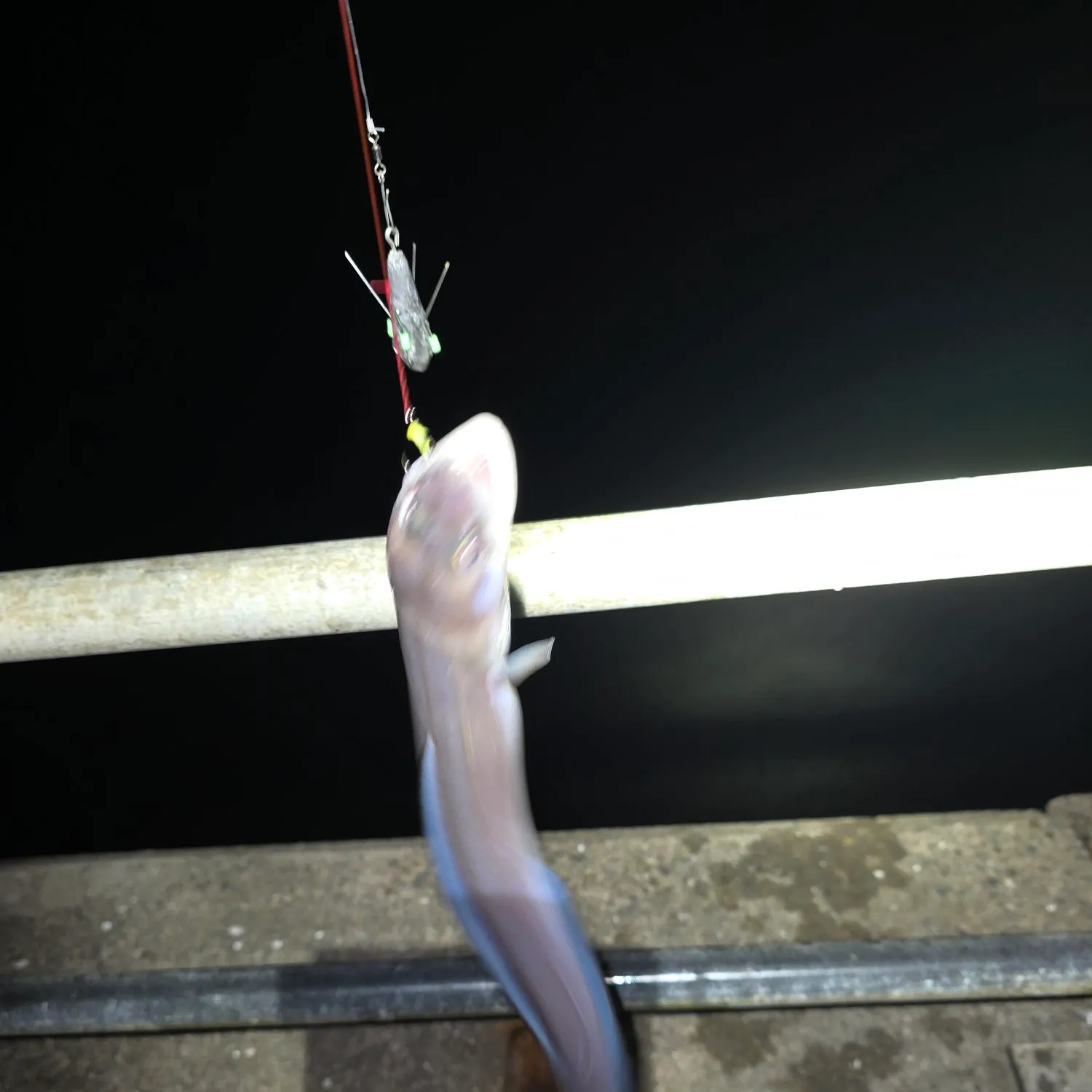 European conger caught on Fishbrain