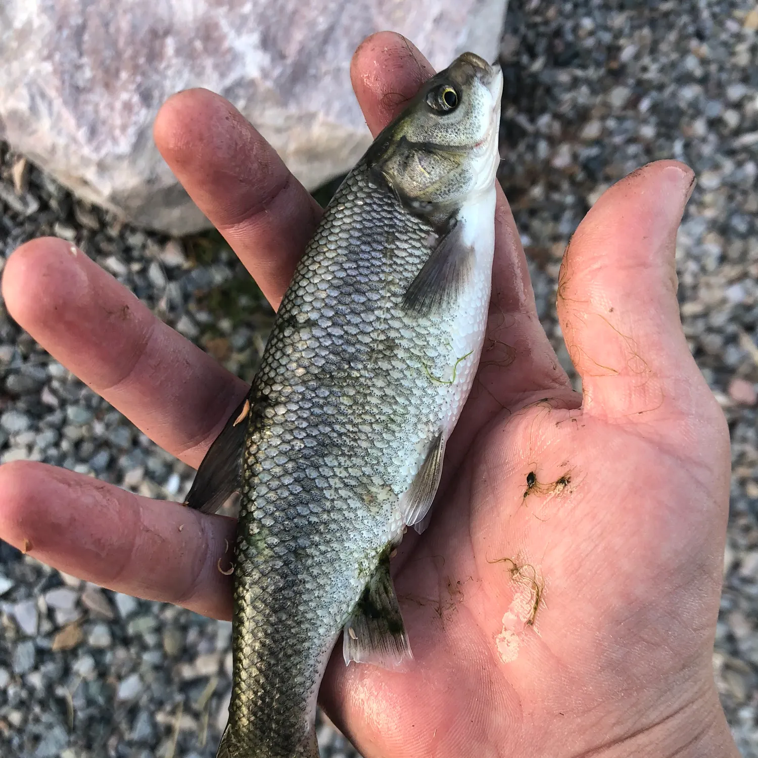 Utah chub caught on Fishbrain