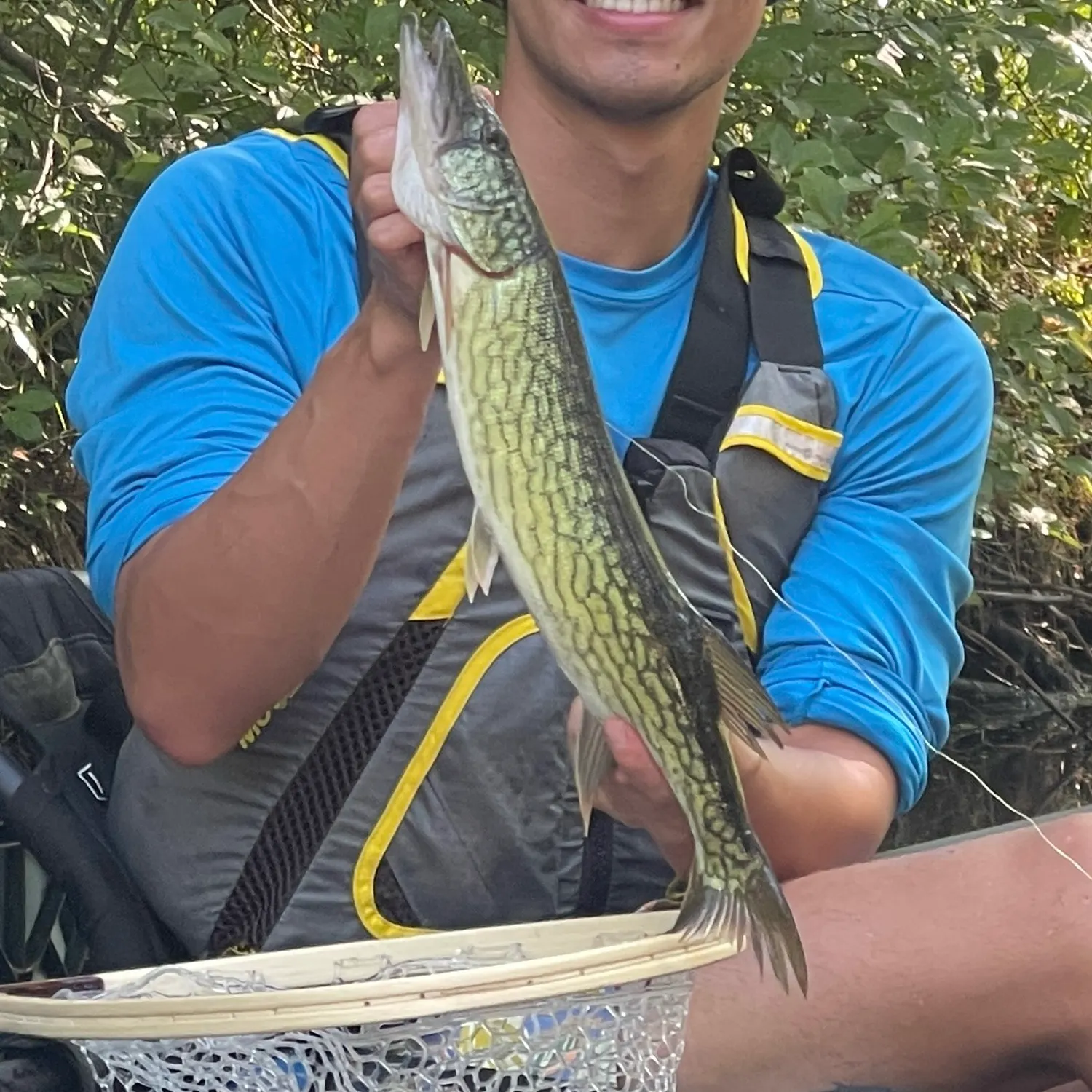 Chain pickerel caught on Fishbrain