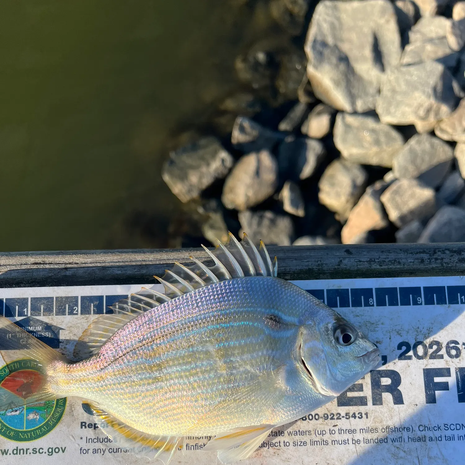 recently logged catches