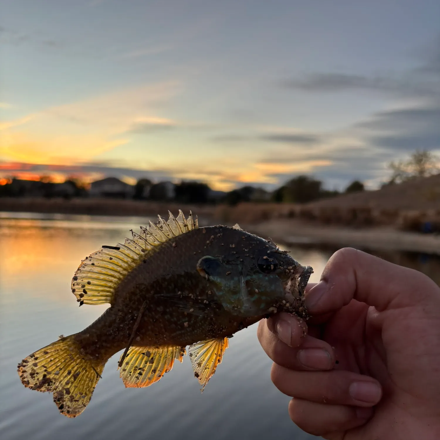 Green sunfish caught on Fishbrain