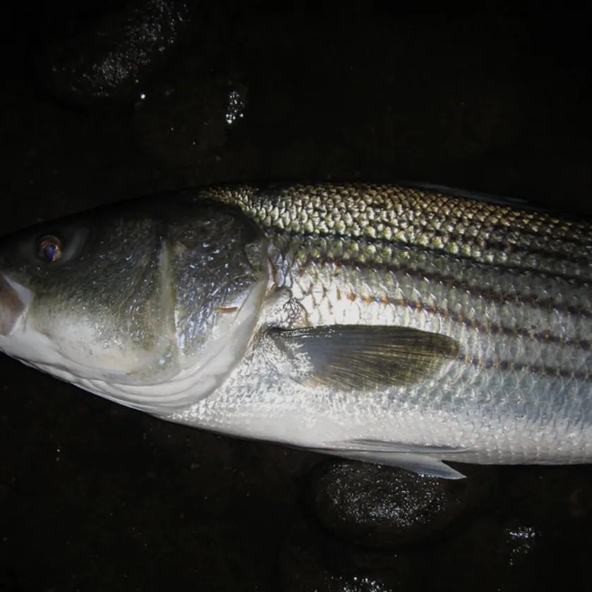 Striped bass caught on Fishbrain