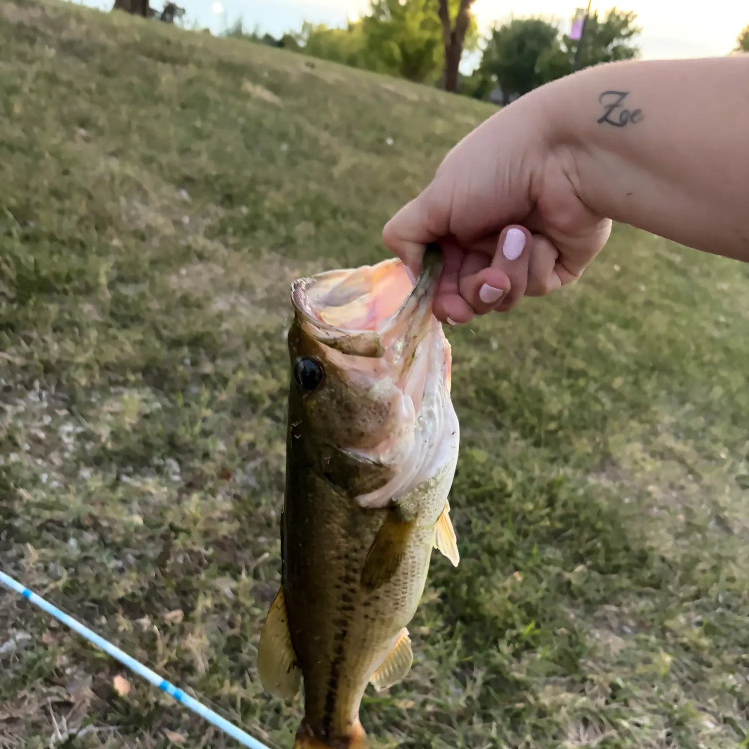 Largemouth bass caught on Fishbrain