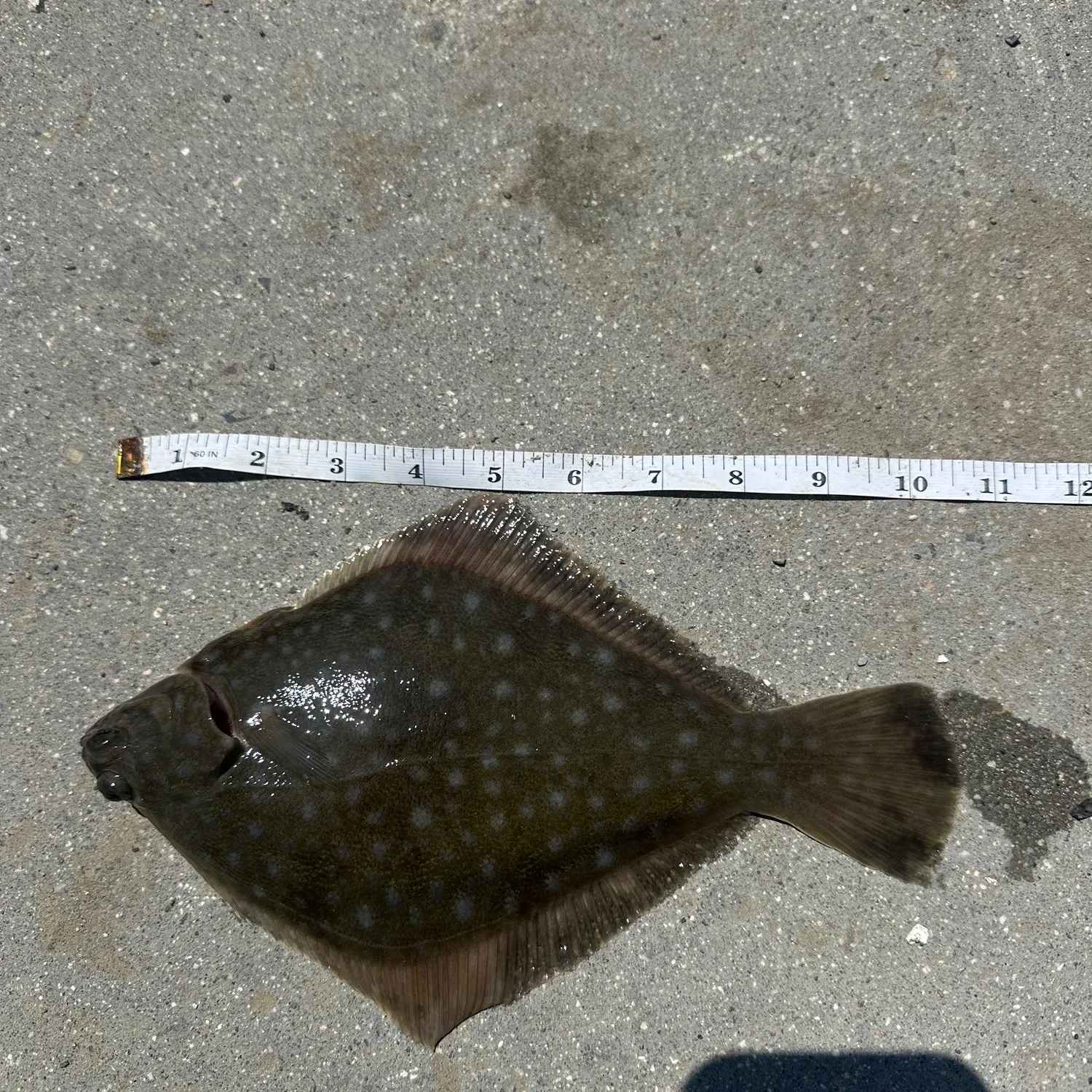 The most recent Diamond turbot catches on Fishbrain