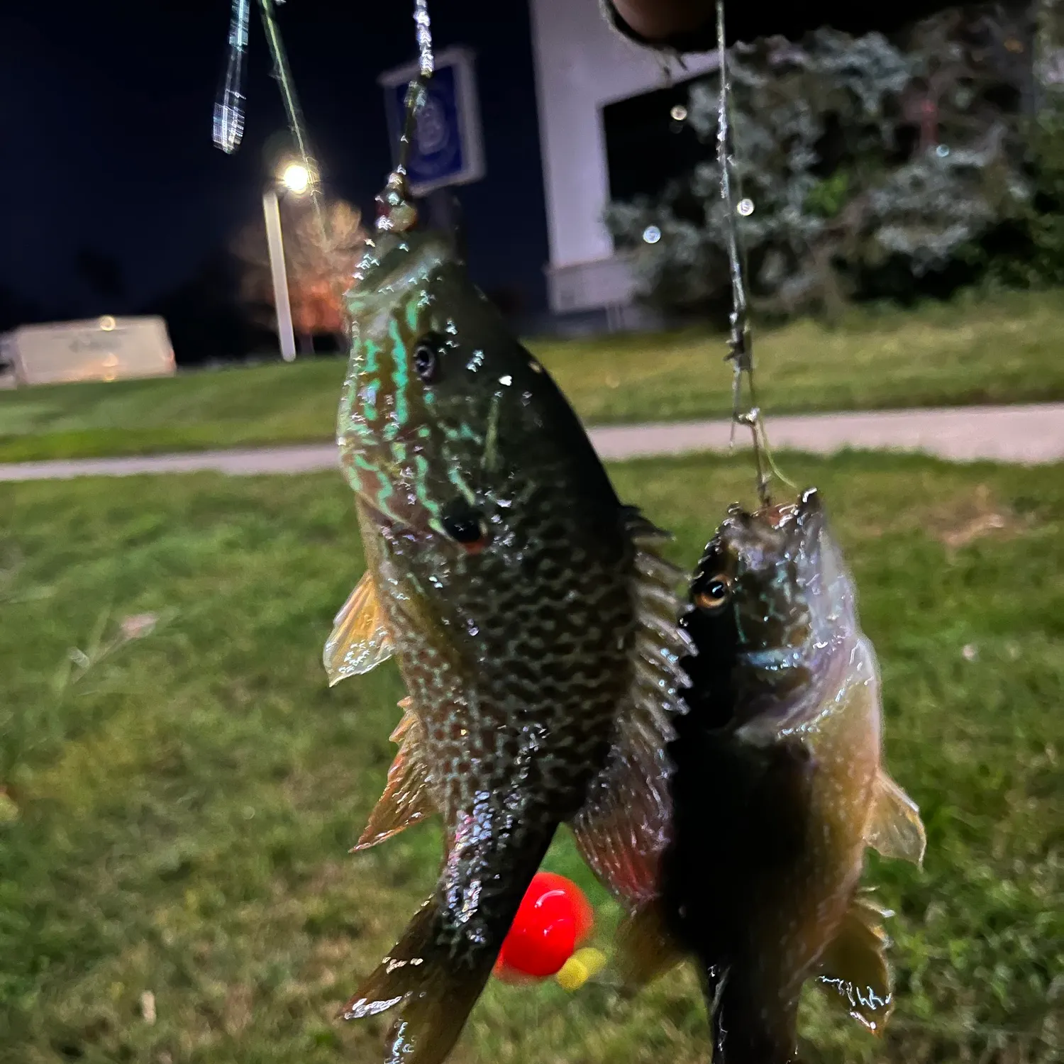 Greengill hybrid caught on Fishbrain