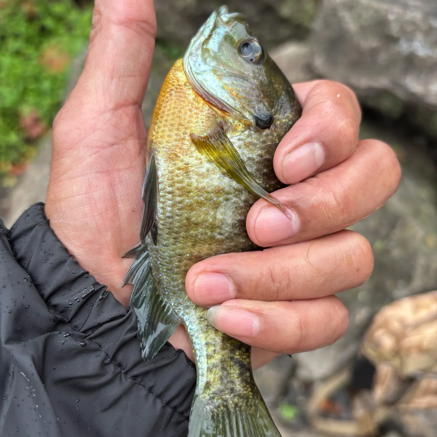 Bluegill caught on Fishbrain