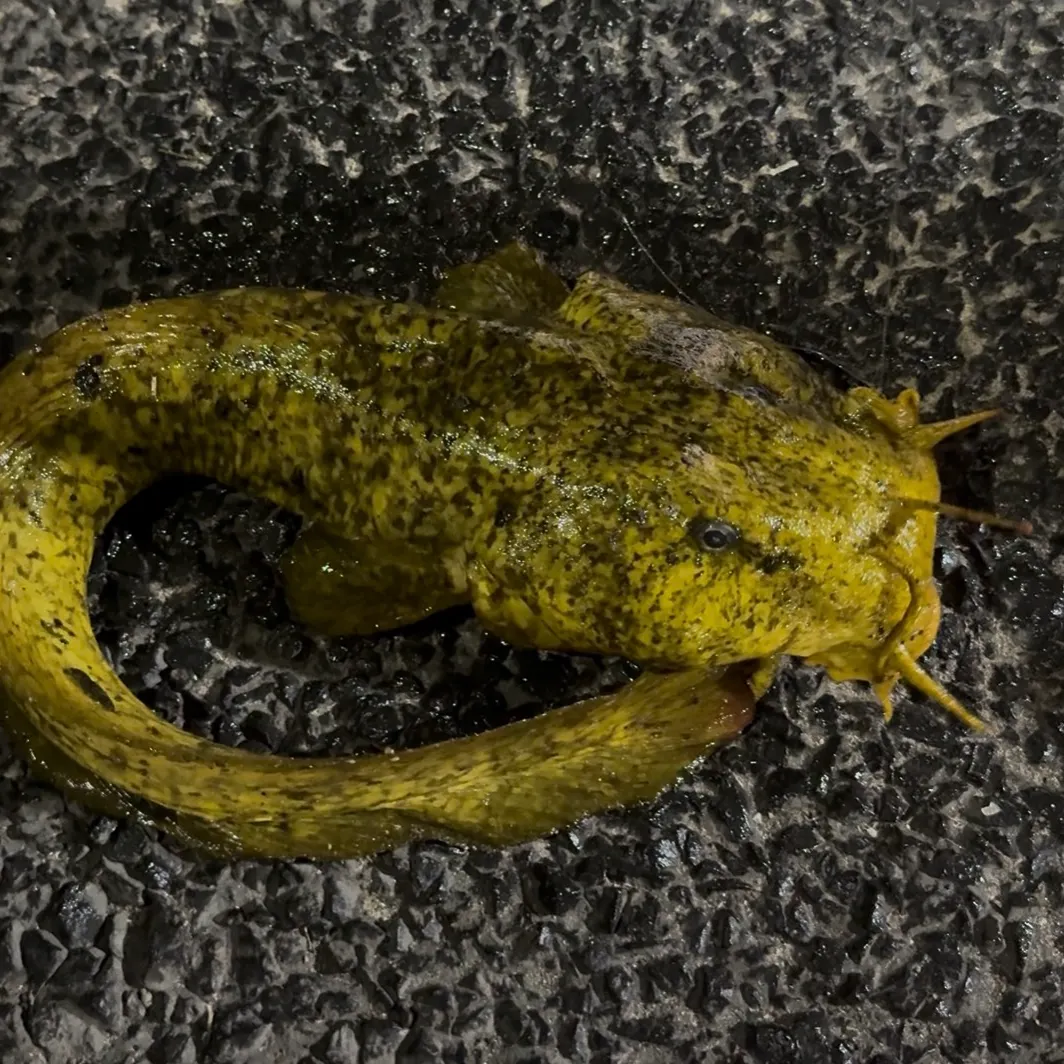 Cobbler caught on Fishbrain